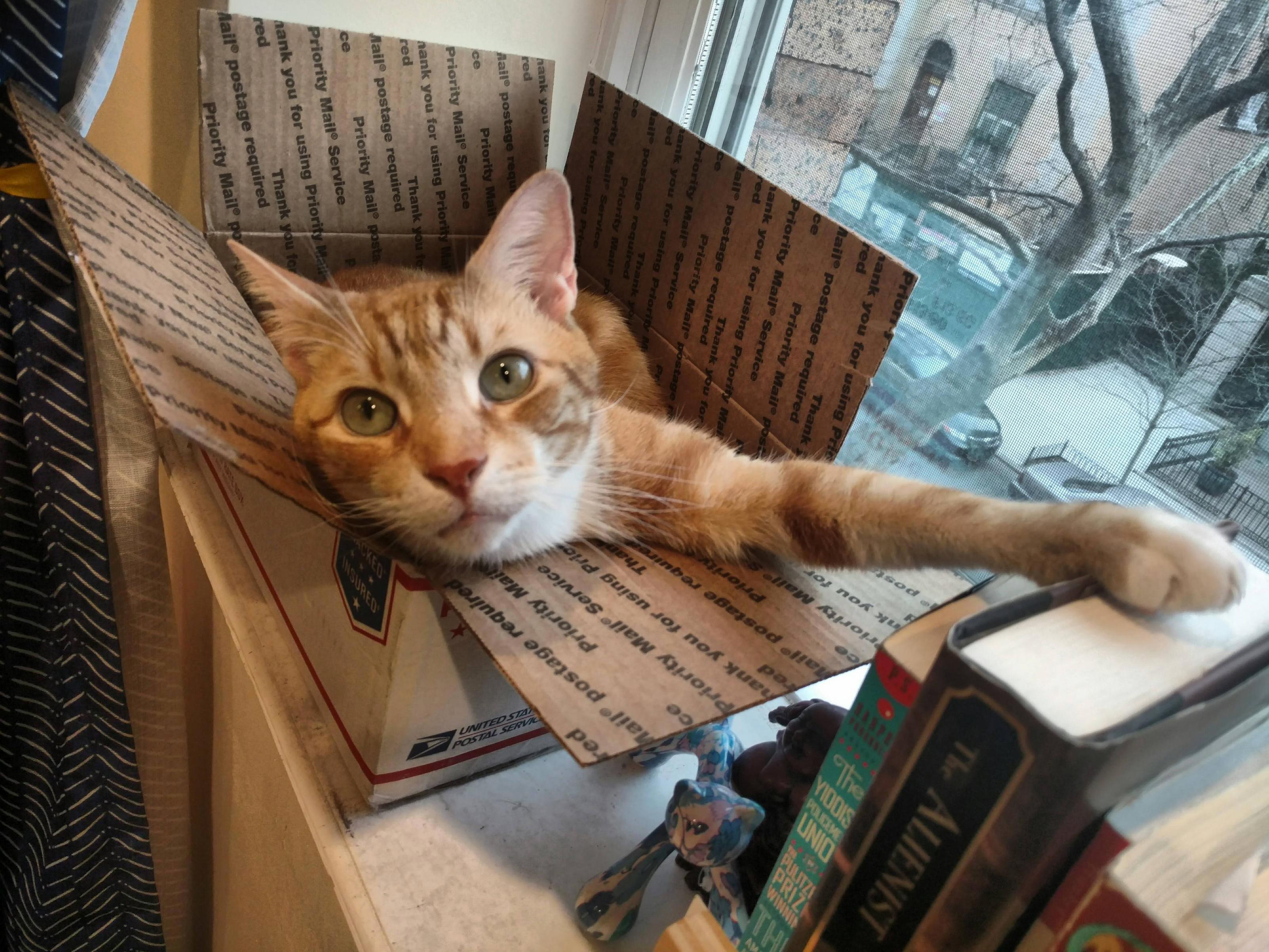 Hello human also these books are mine now