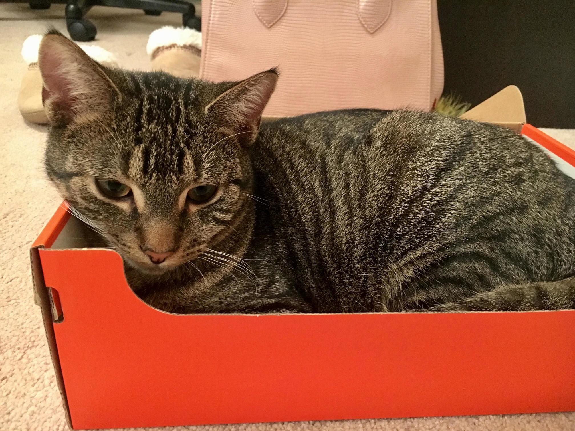 I have a perfectly nice bed for my cat but he prefers a shoebox