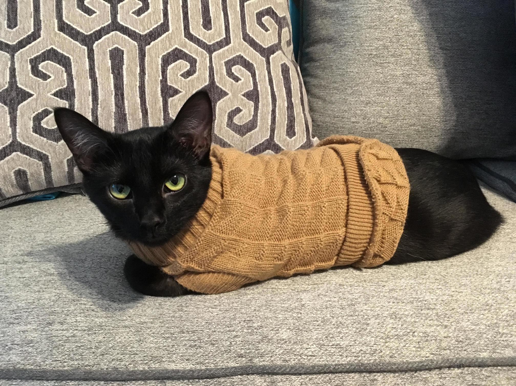 Lady arwen modeling her new sweater