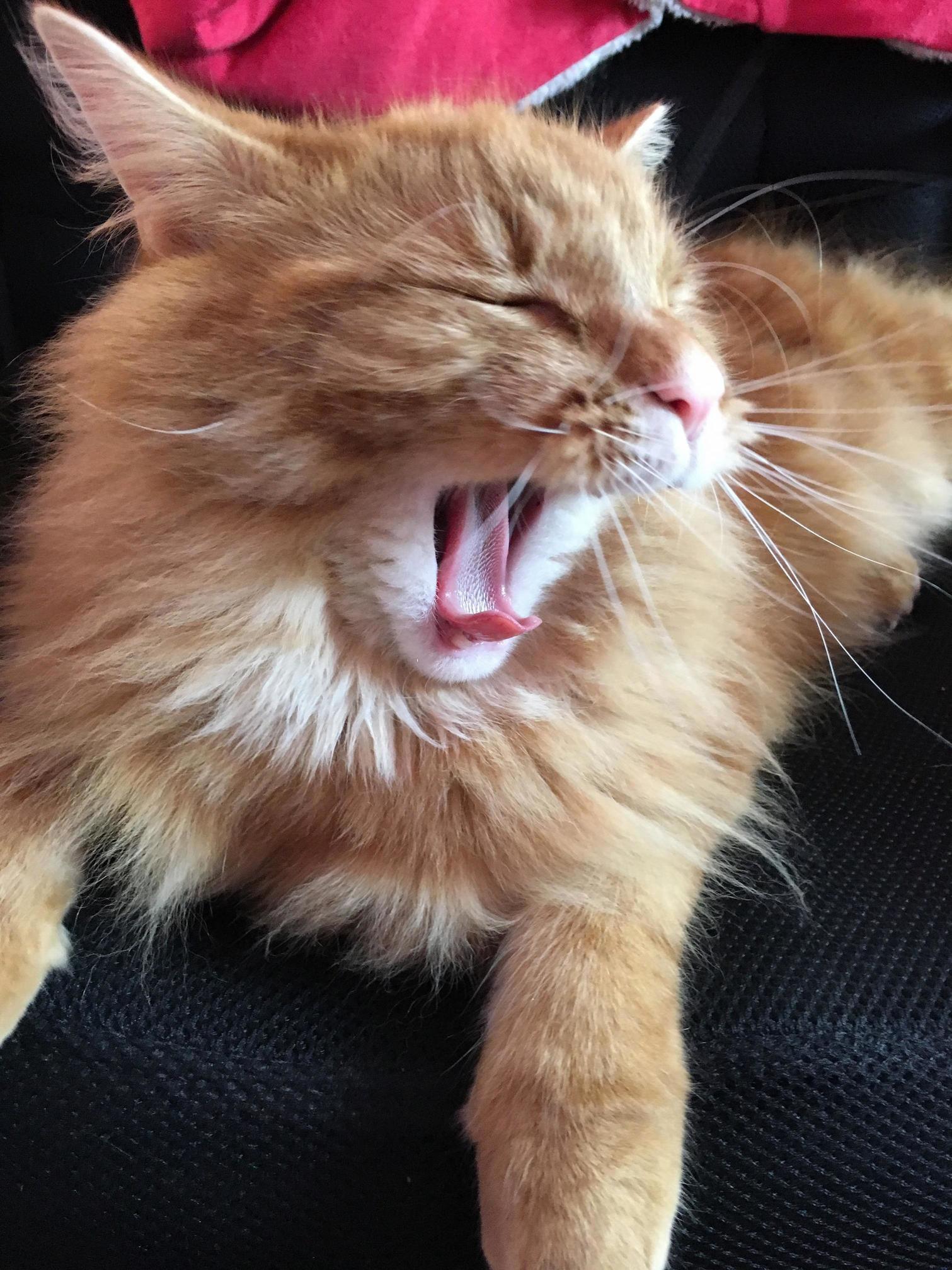 Majestic yawn from tango