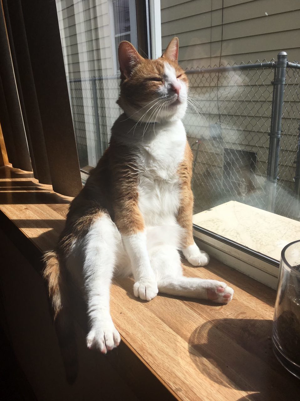 My buddy enjoying the sunshine.