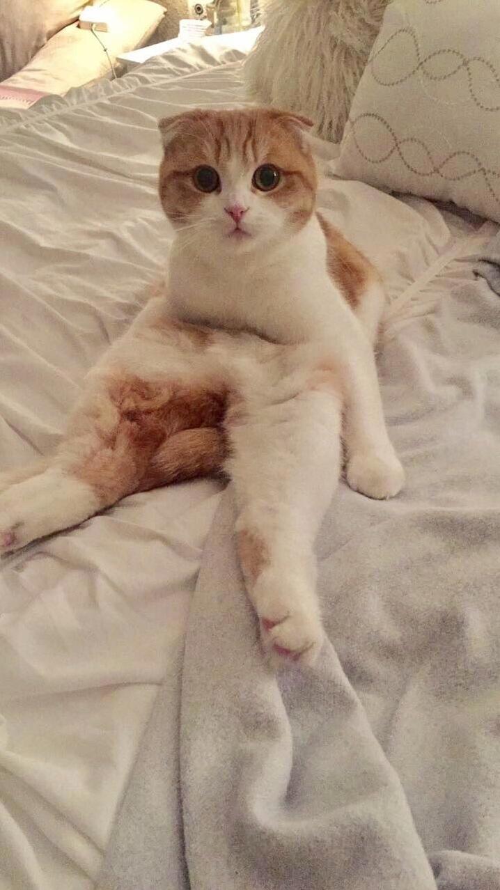 Sometimes he forgets how to sit like a kitty