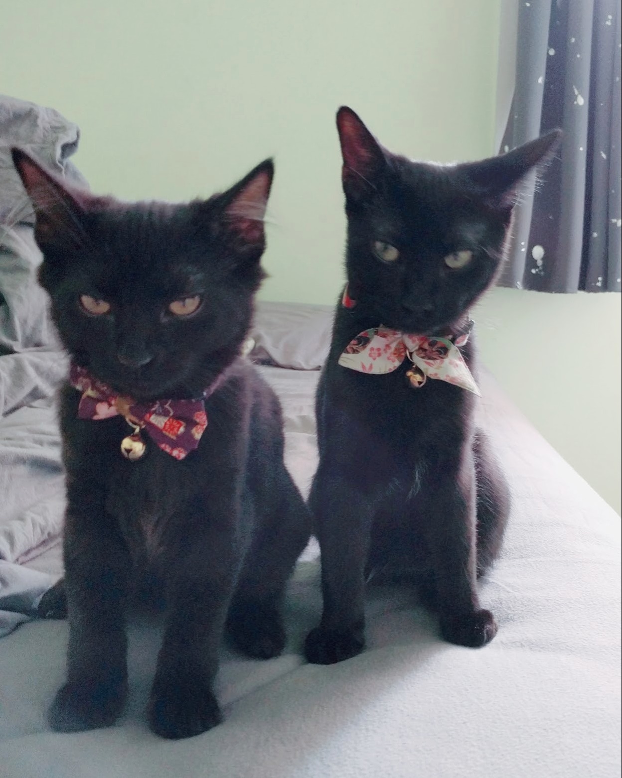 When your cats are tired of posing for pictures. x post rblackcats