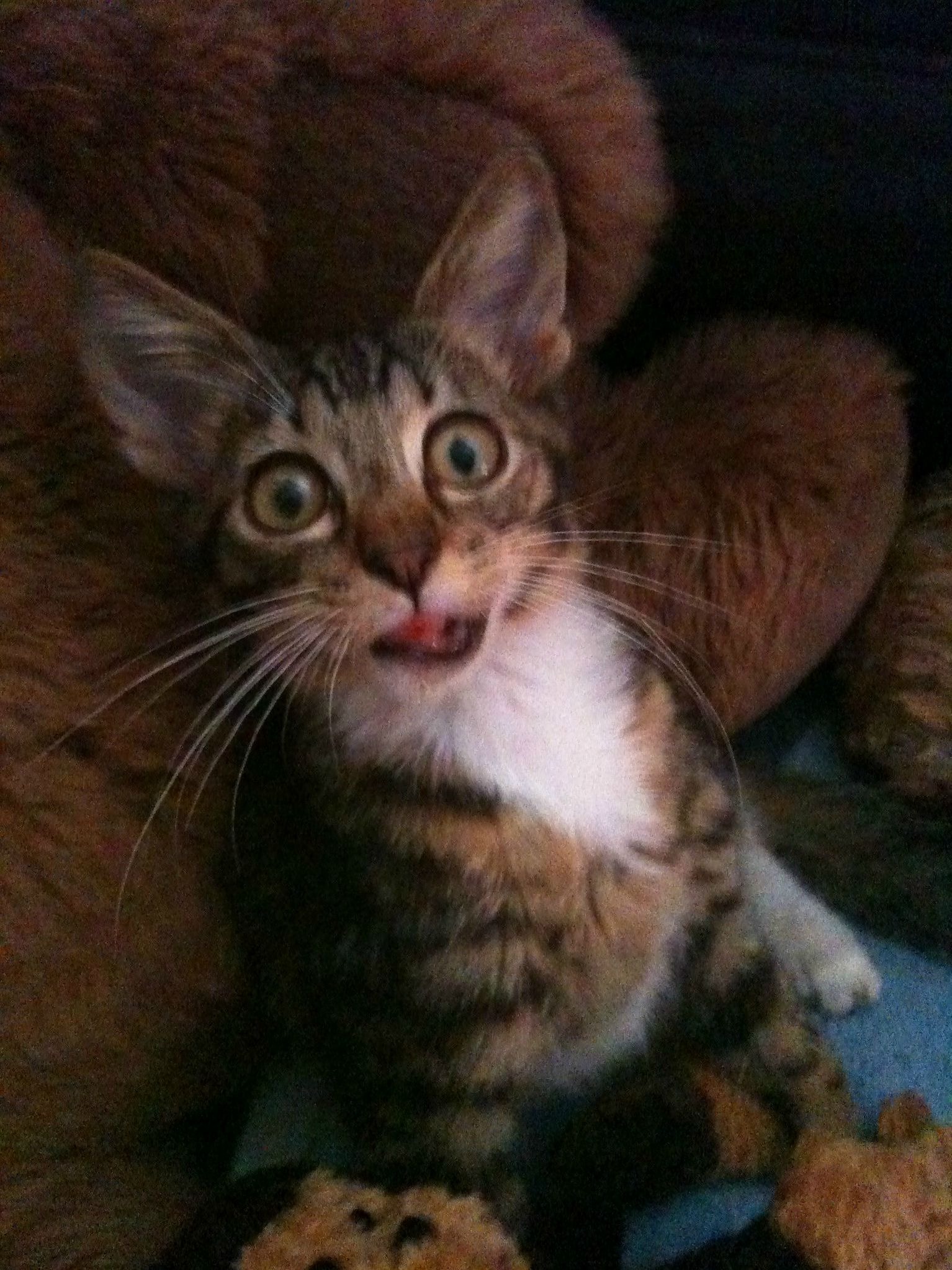 4 years ago axl was found inside a car and brought home. he was emaciated had a busted lip and a broken tail but was one of the cutest kittens i had ever seen.