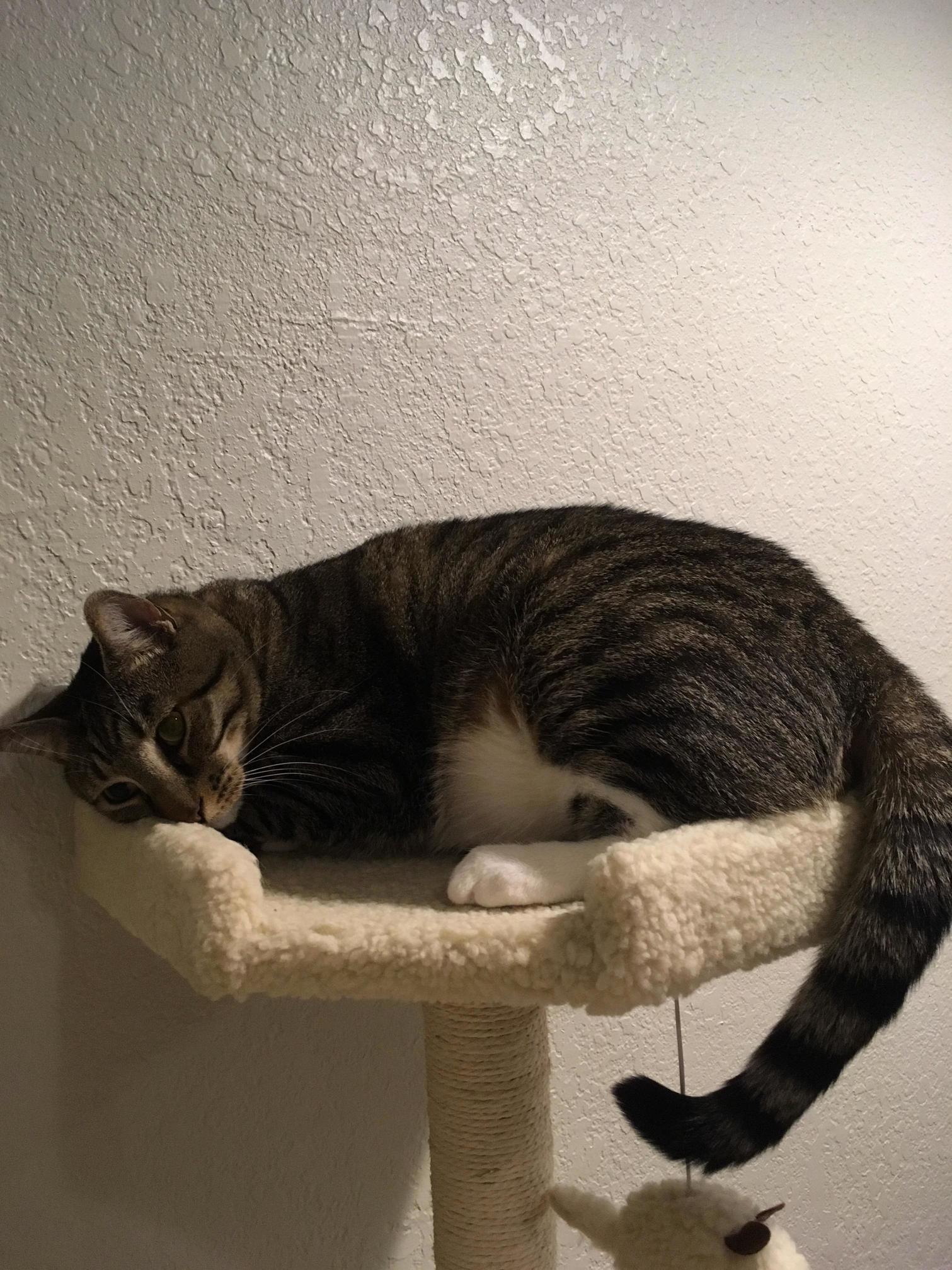 At 18lbs pancake is a little to large for the cat tree but it doesnt stop him from trying to get comfortable