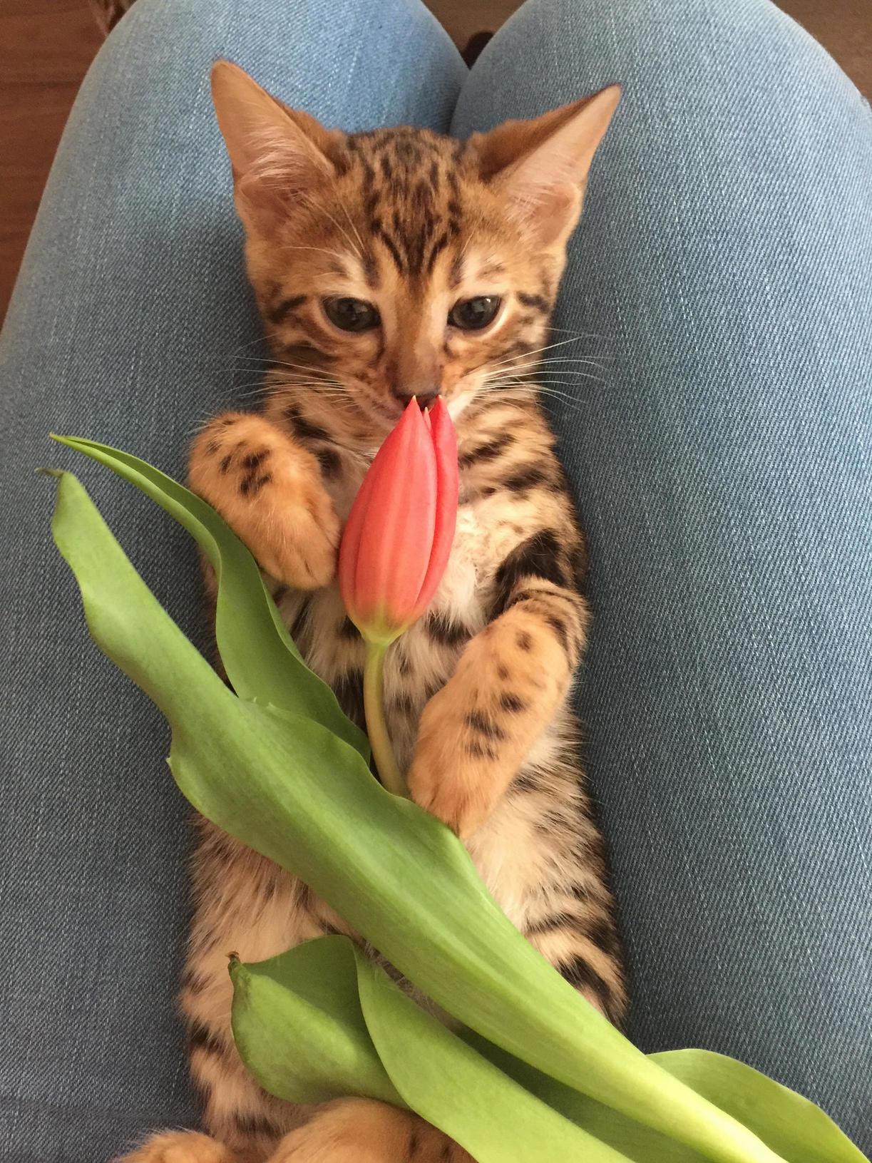 Bengal girl