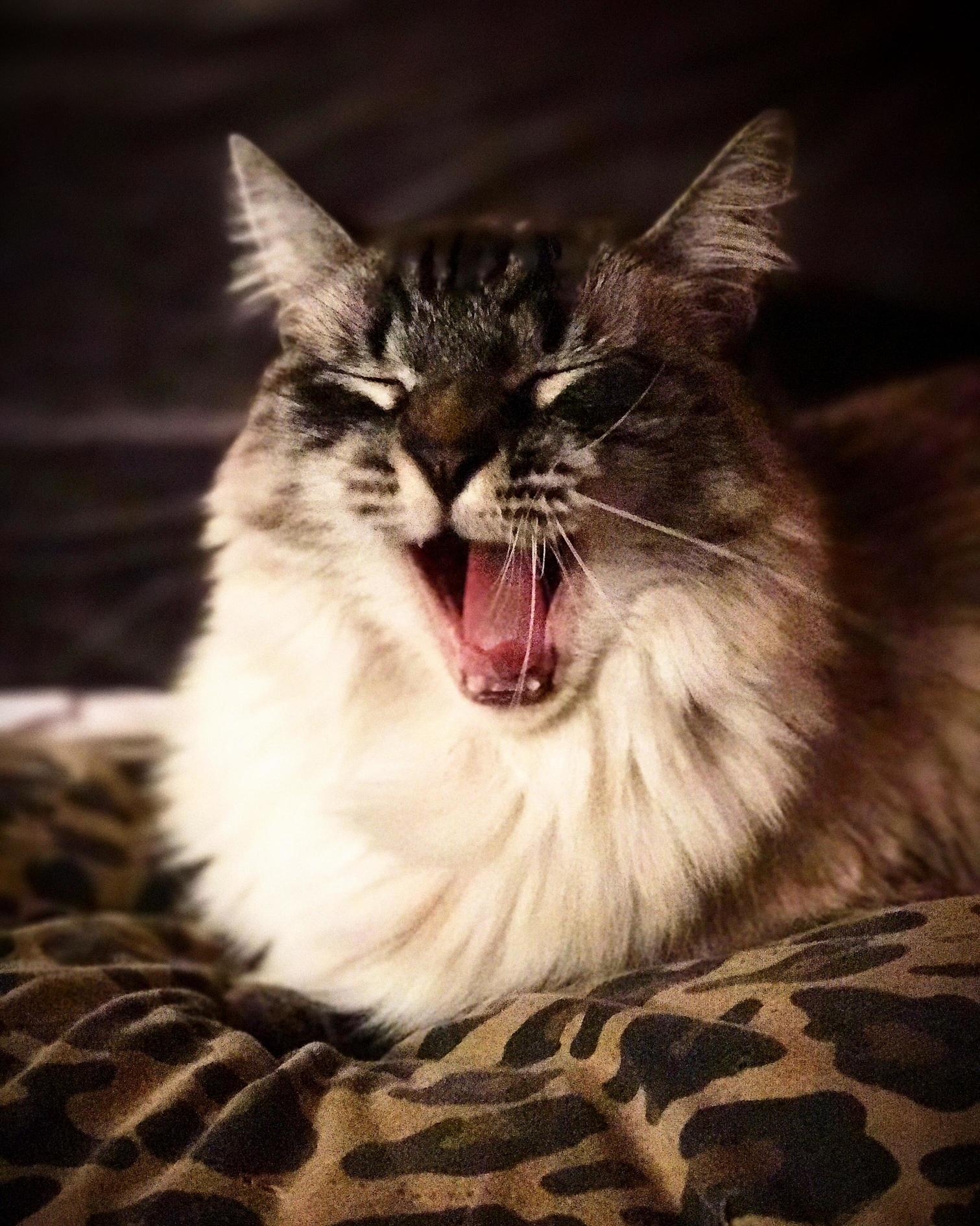 Cat picture my child mid yawn.