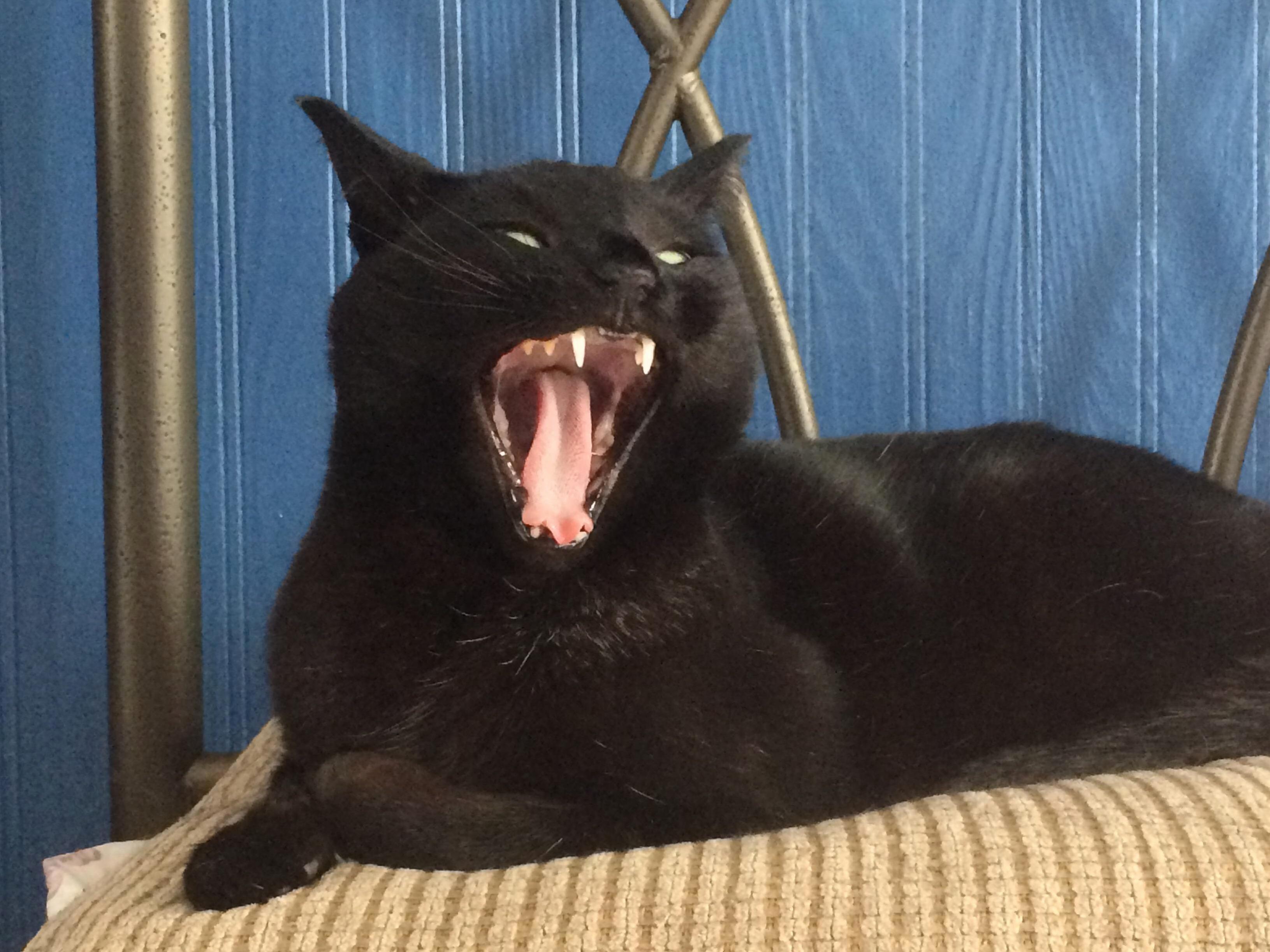 Caught a picture of my cat mid yawn