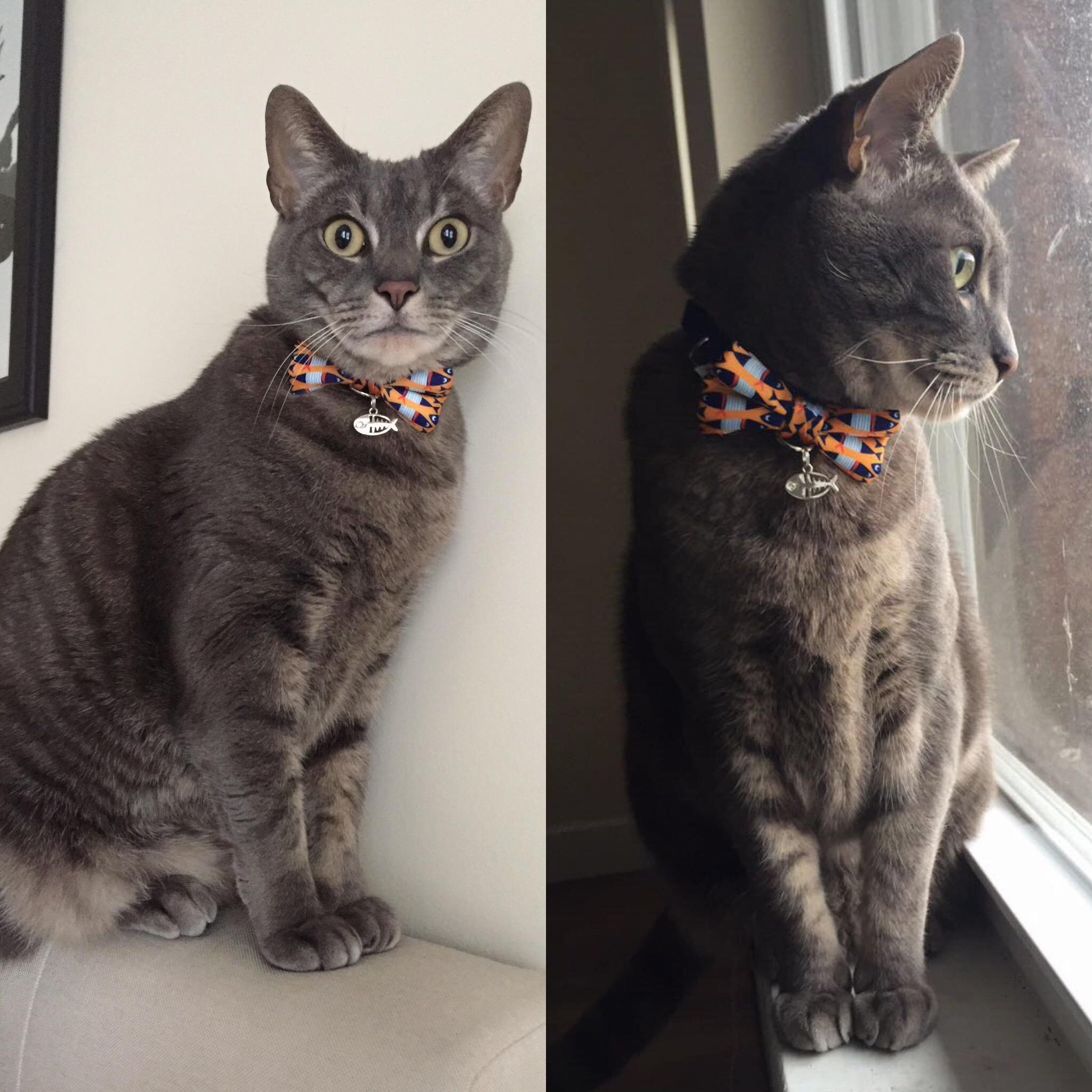 Charlie got a new bow tie today