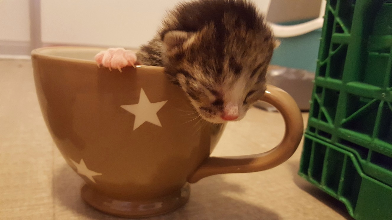 Coffee cup for scale