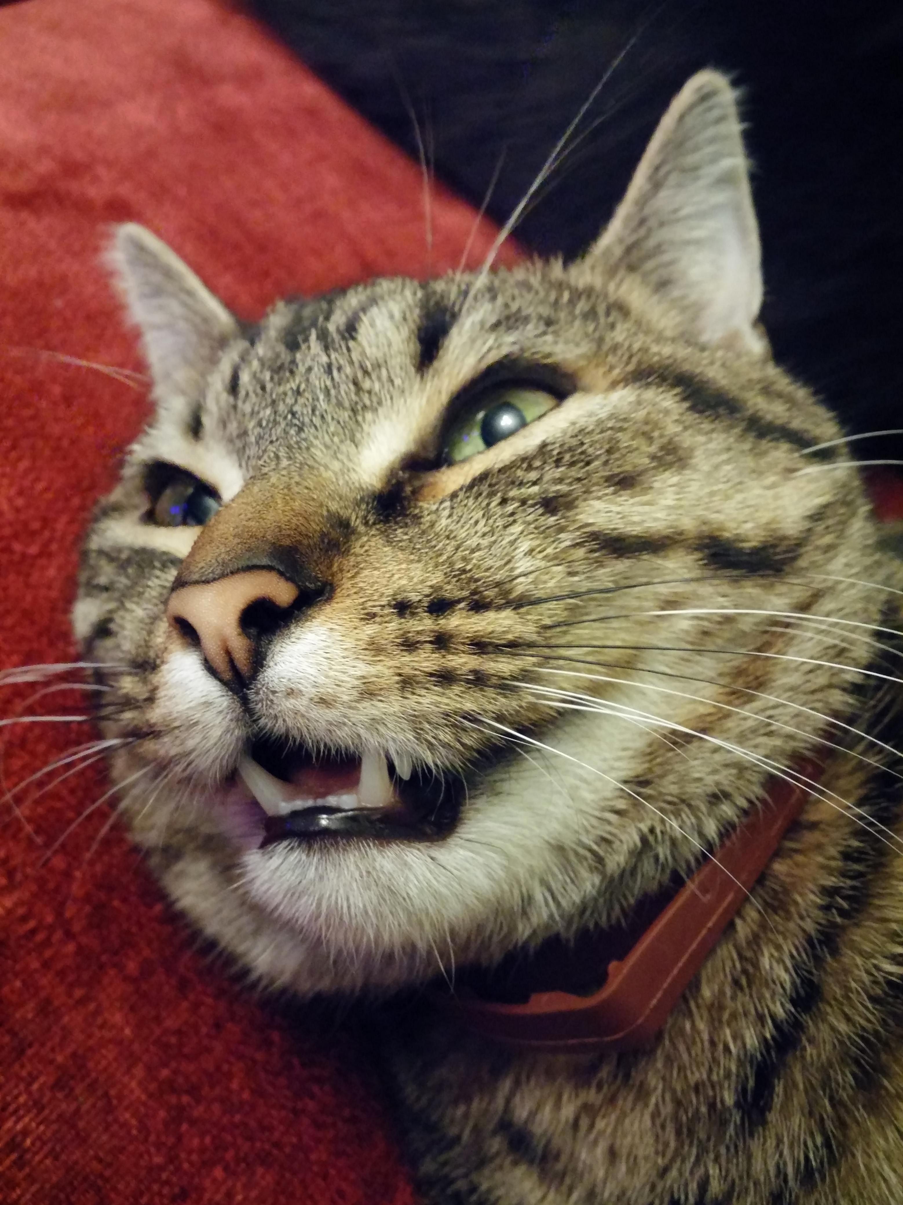Does your cat ever forget to close their mouth
