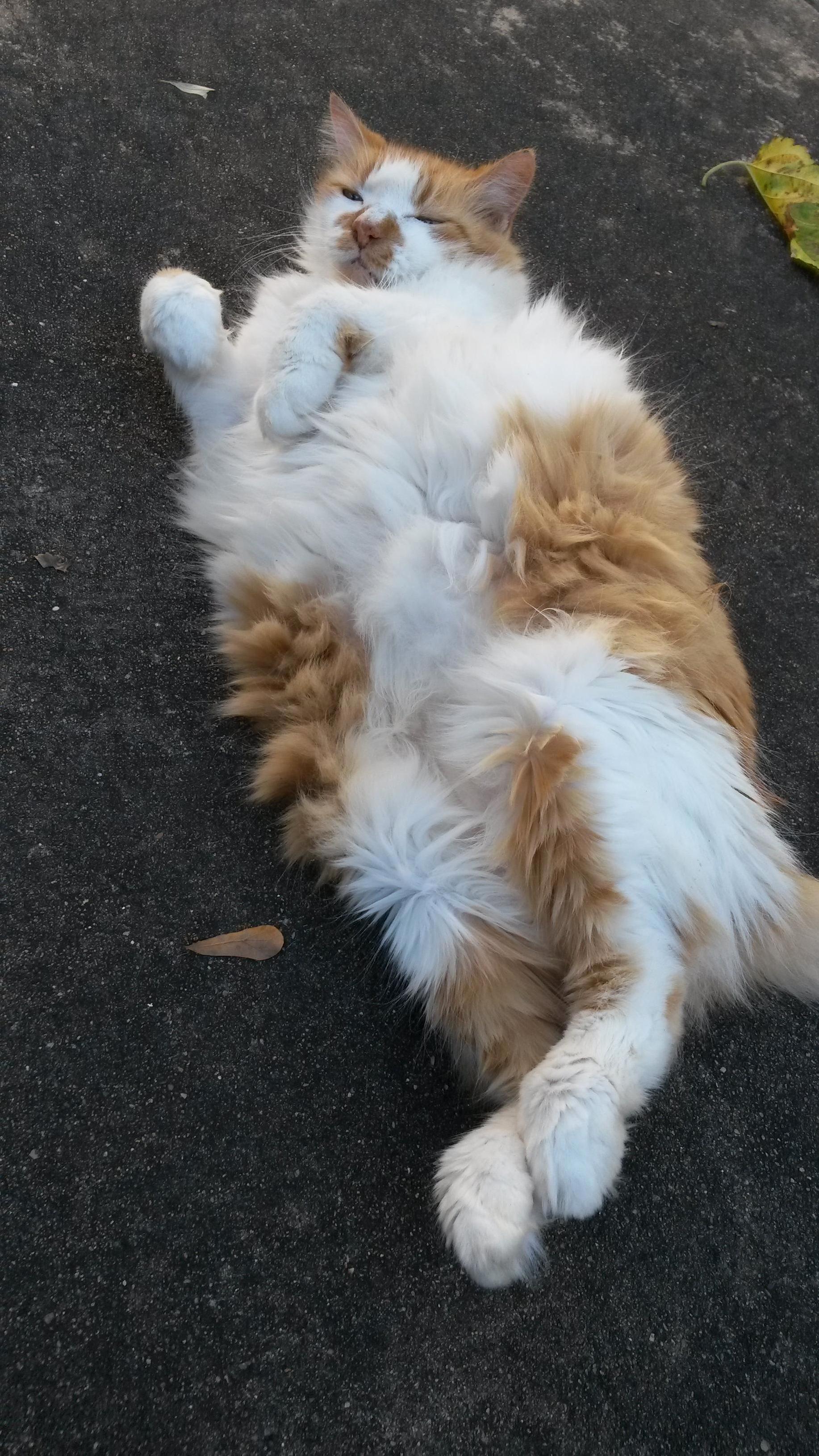 Floof beans and bellyrubs what more could i ever ask in a cat