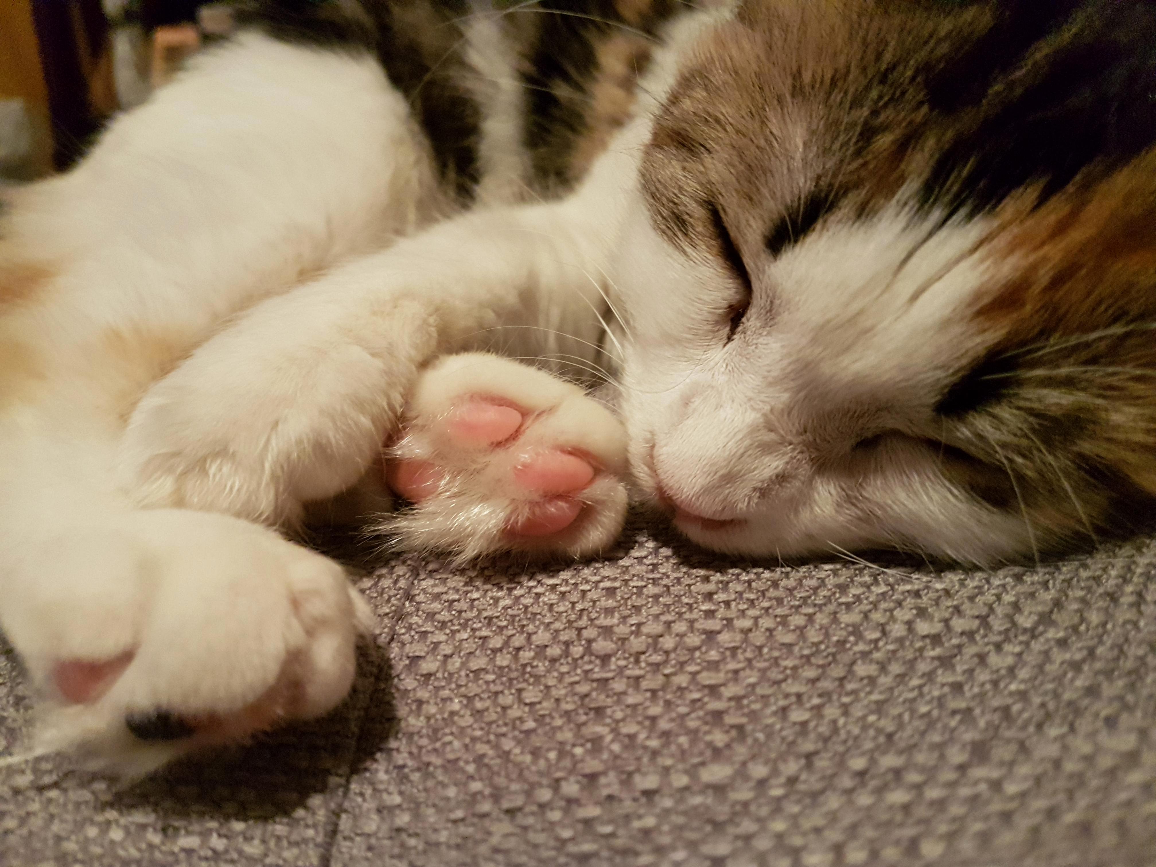 Fluffy cat beans