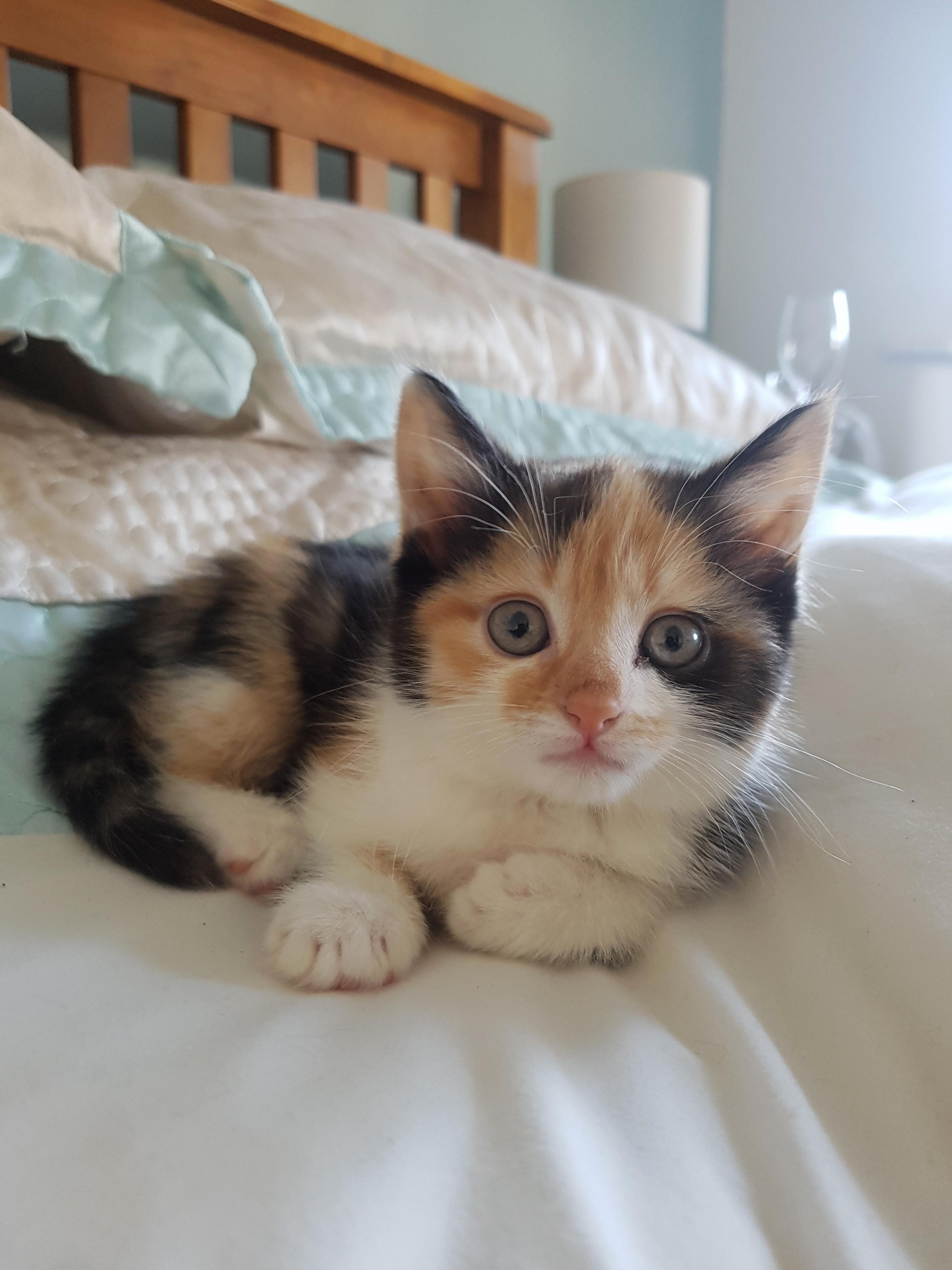 Following the death of our cat 4 weeks ago someone kindly offered to give us the last of their litter. meet freya.