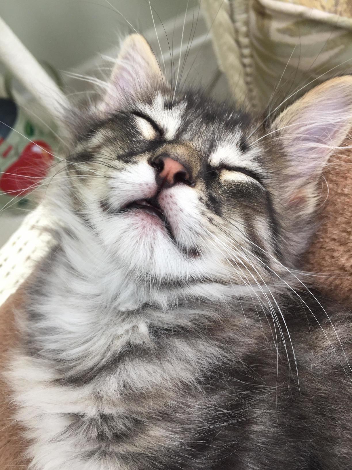 Foster kitten sleeps with his mouth open