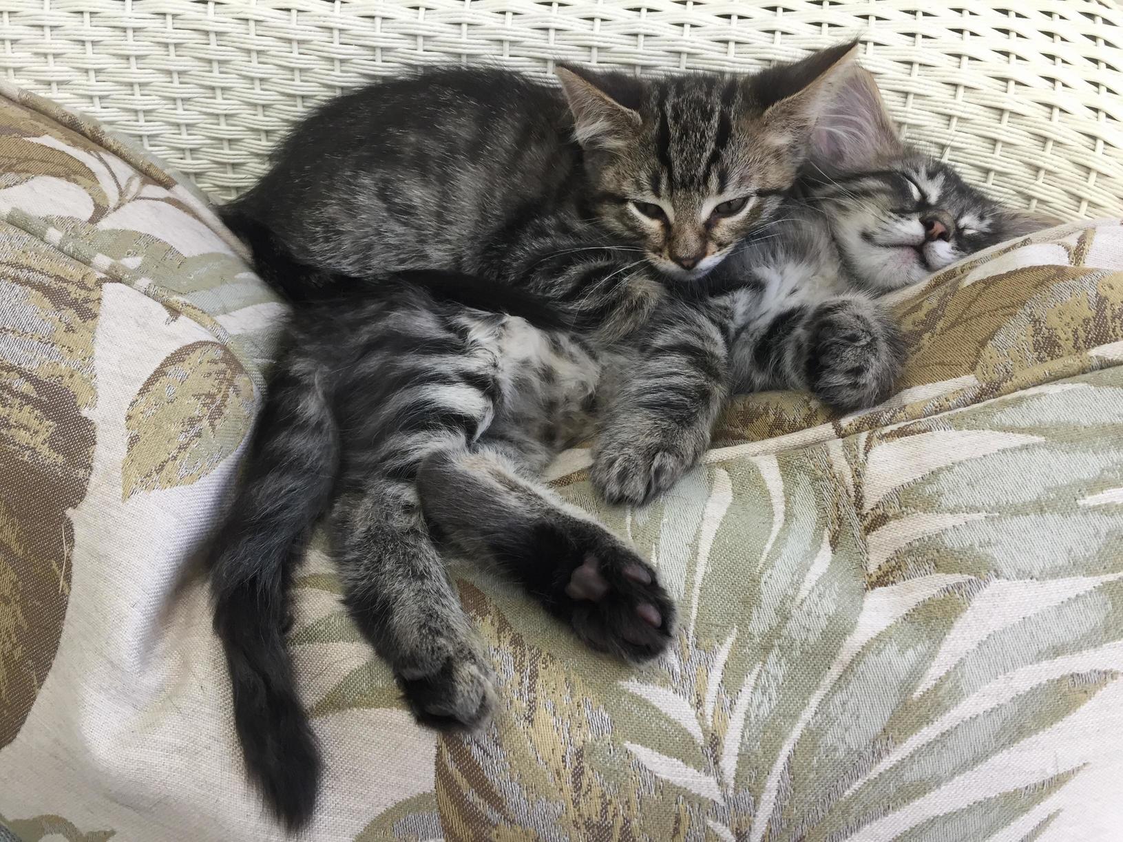 Foster kittens love to snuggle