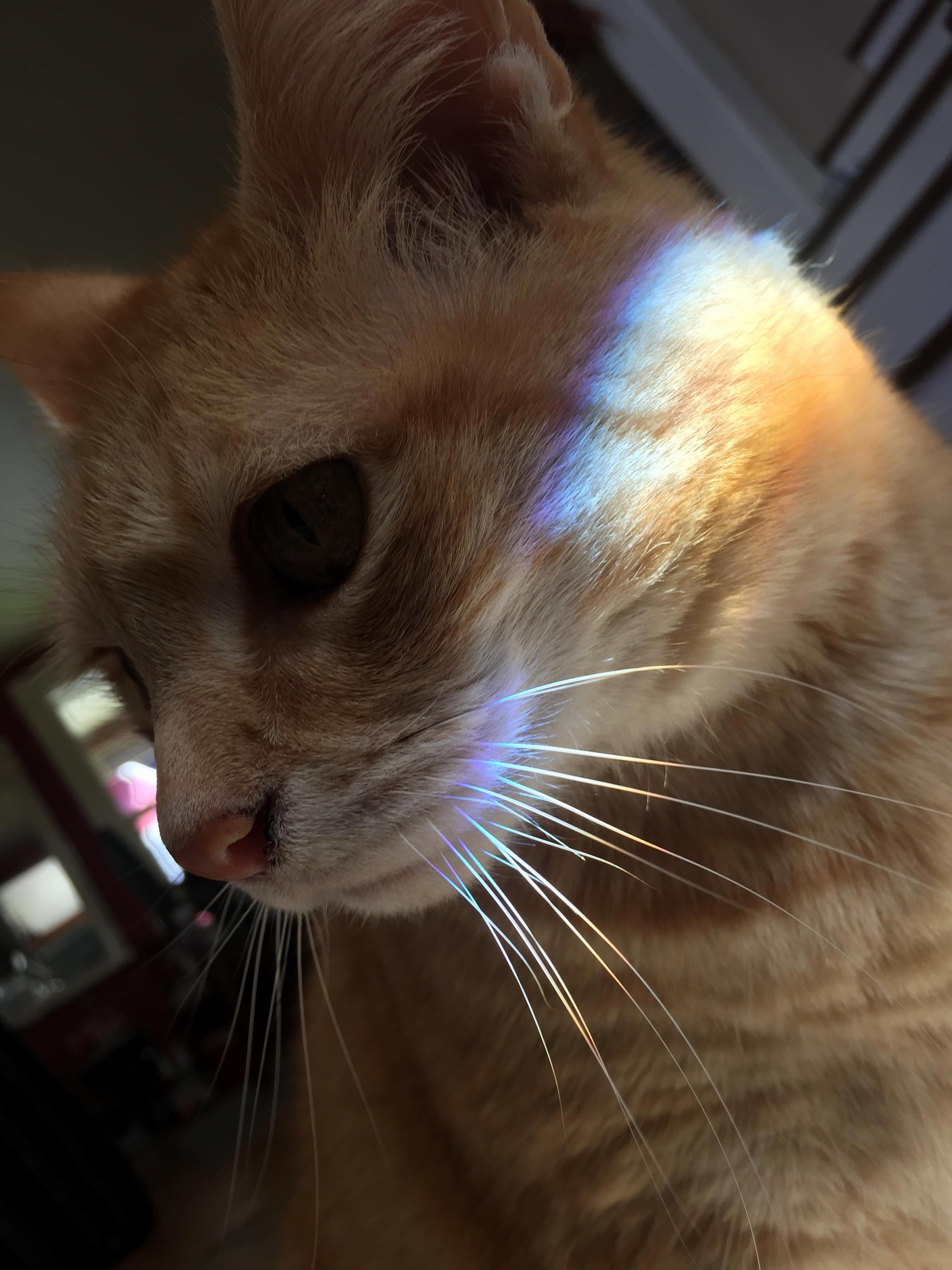 Glowing rainbow cat whiskers