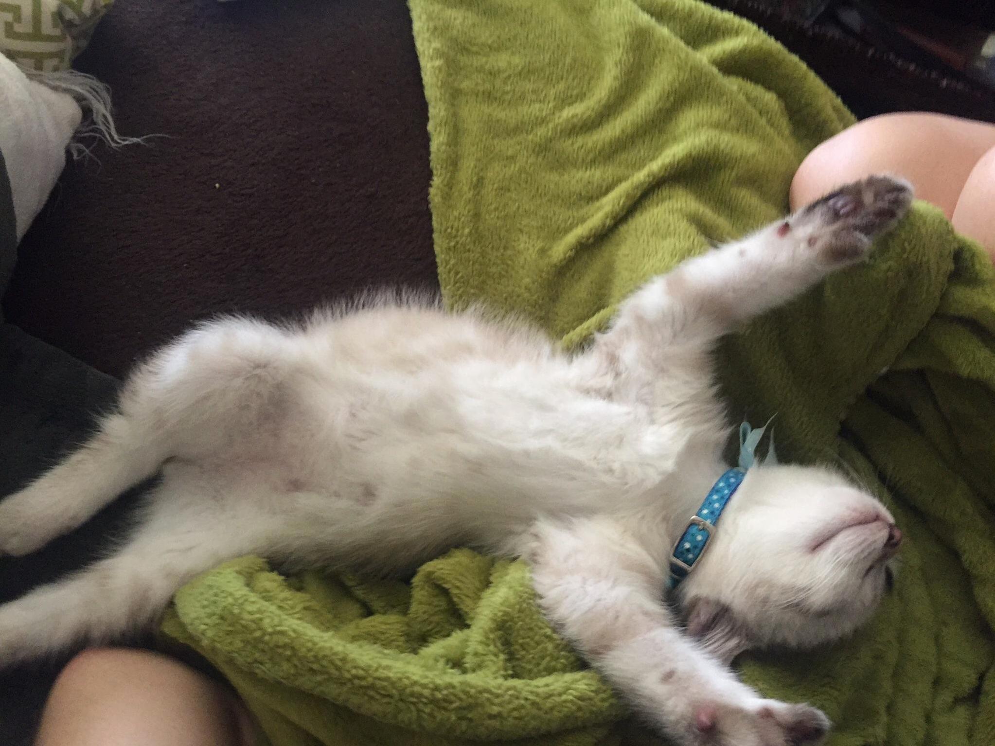 He sleeps like this sometimes. so cute i just want to explode. if you ever lose a cat and arent sure if getting another kitten would help i believe it does.