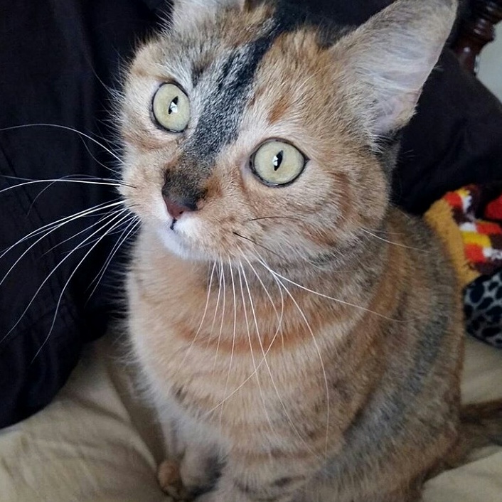 Hi. here is my cat penny…would you consider her a patch tabby or calico