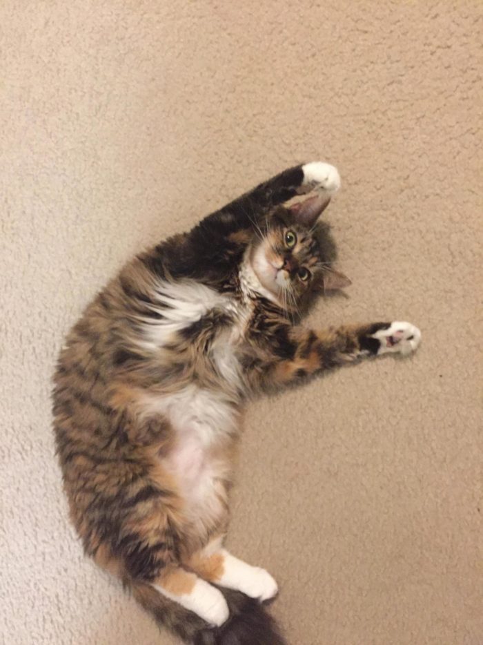 My Cat Wont Stop Eating Paper… Any One Have Any Ideas On What This