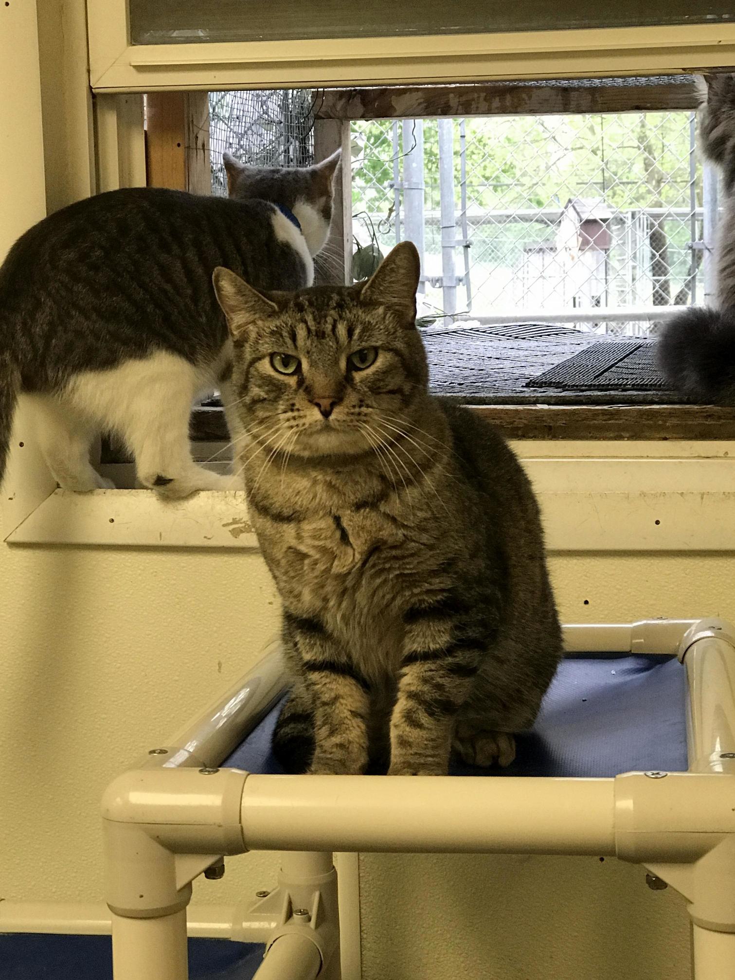 I work at my local cat shelter and this is the face that pat makes every time i walk in the room.