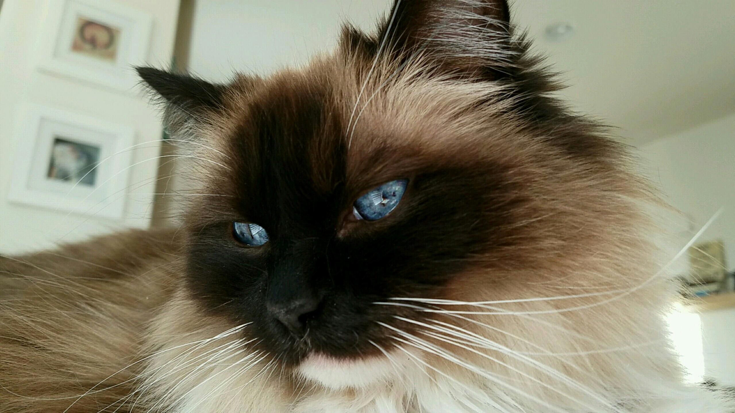 In love with her eyes – lexi the 8 year old rag doll