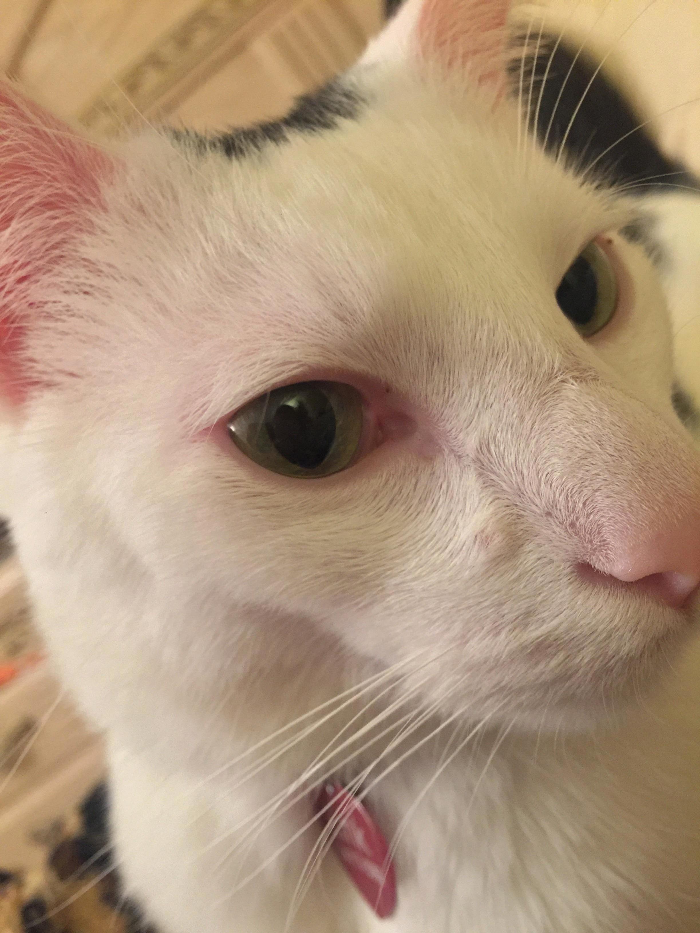 Is this some sort of cat acne this little bump by his nose and below his eye just appeared a couple days ago. it seems harmless but wonder if anyone else cat has this before.