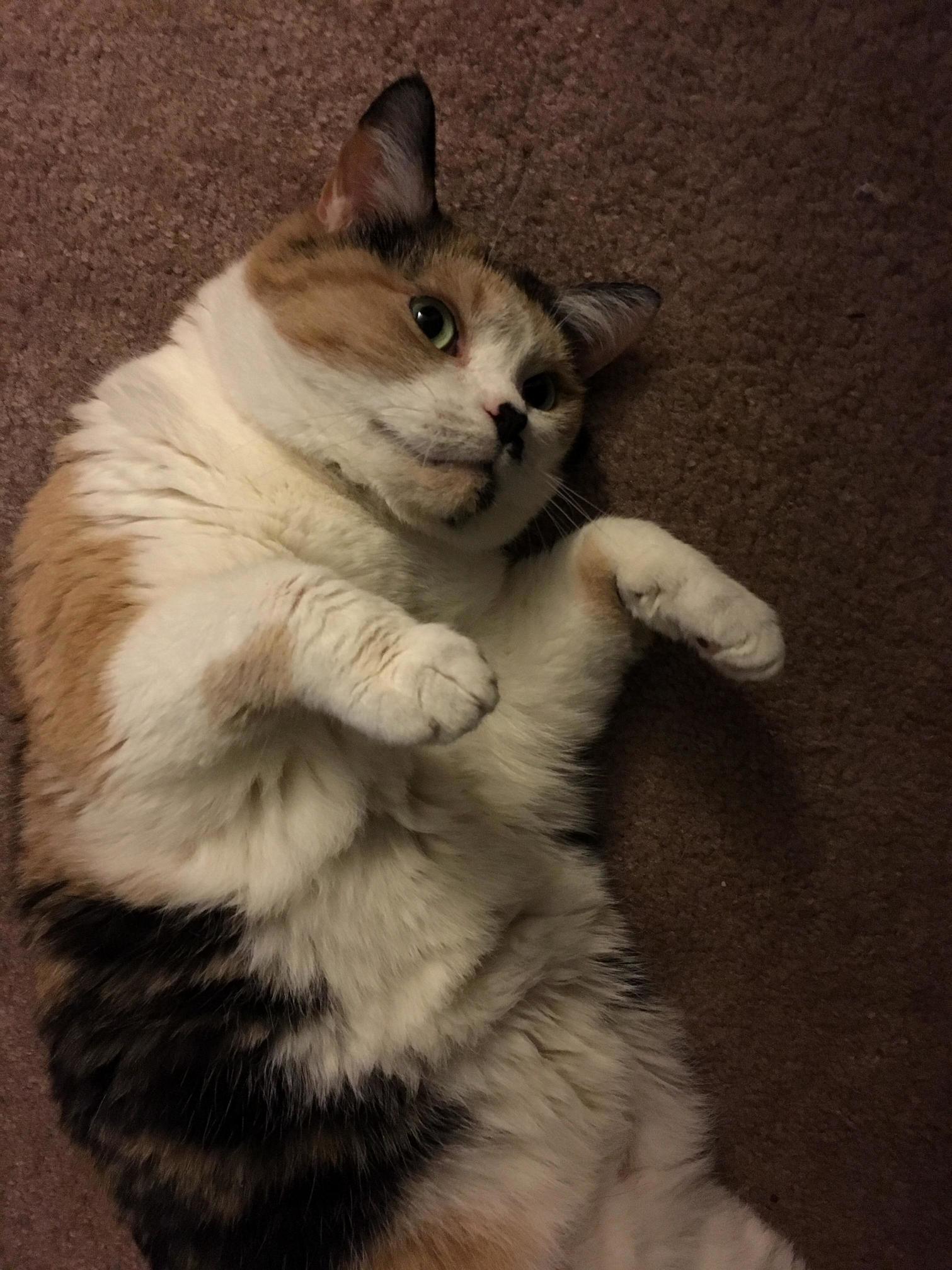 It might be tempting but do not touch the belly