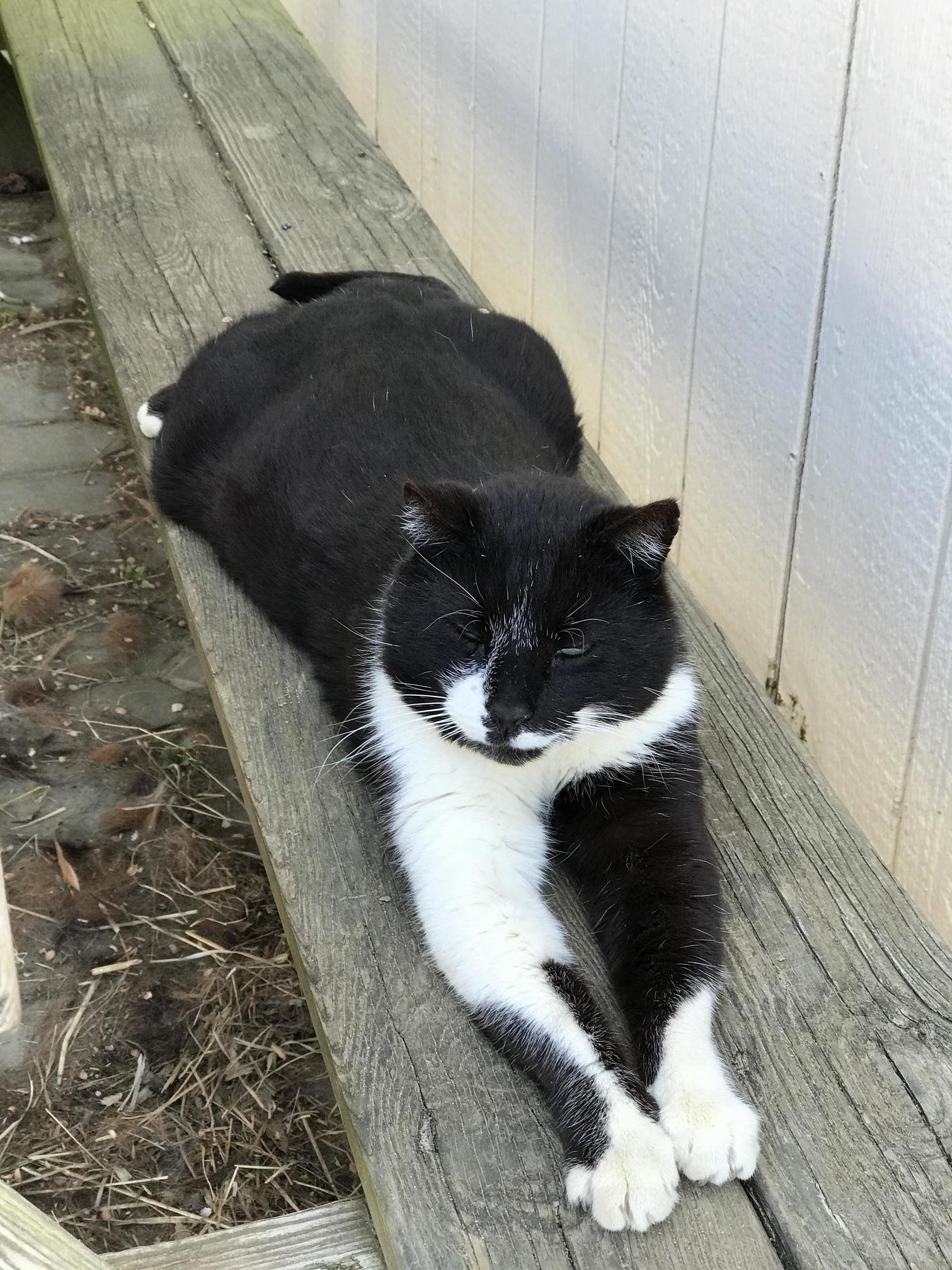 Its 85 and sunny at the barn so barn cat sploots