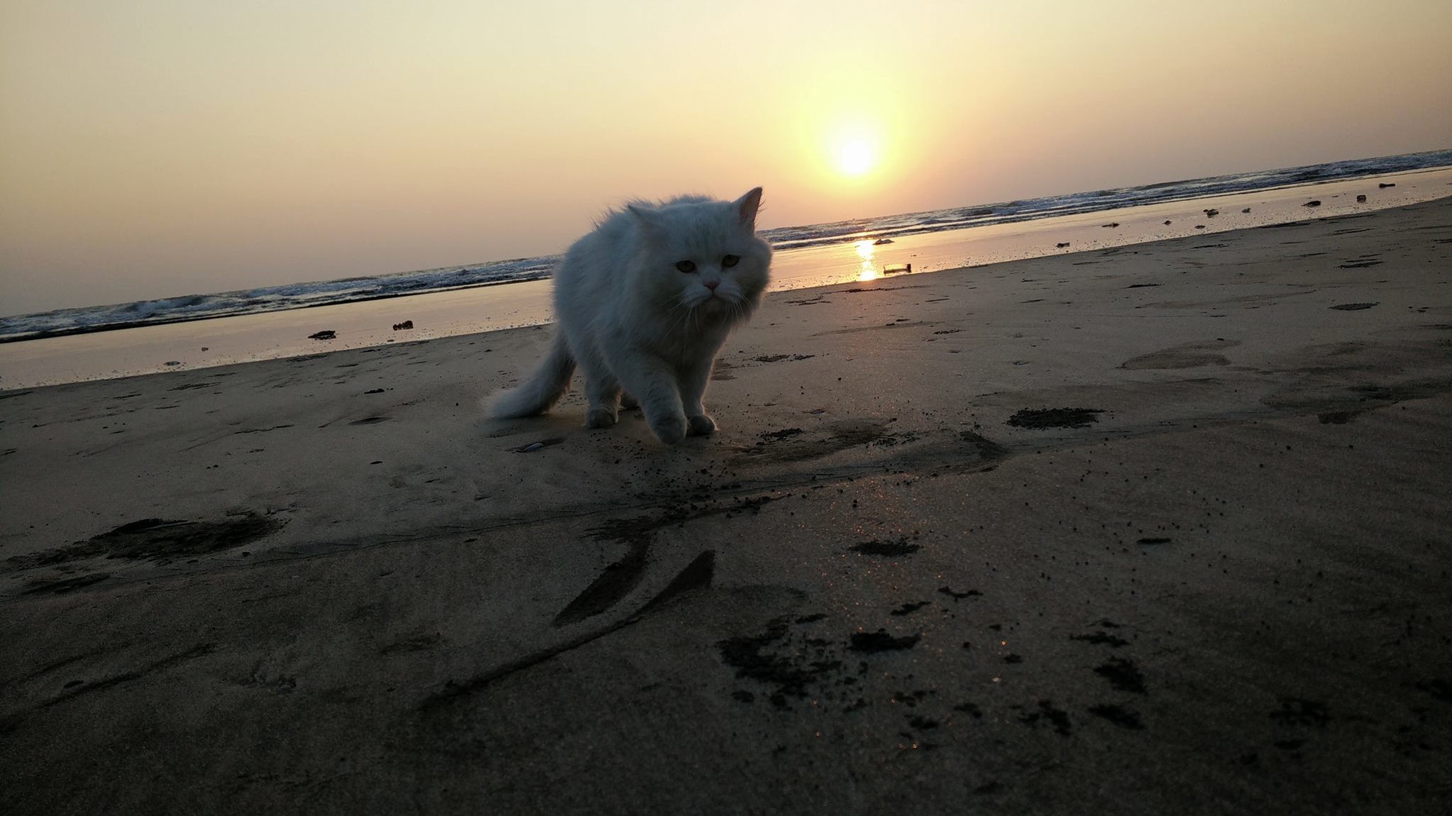 Jiggu walking along the shore