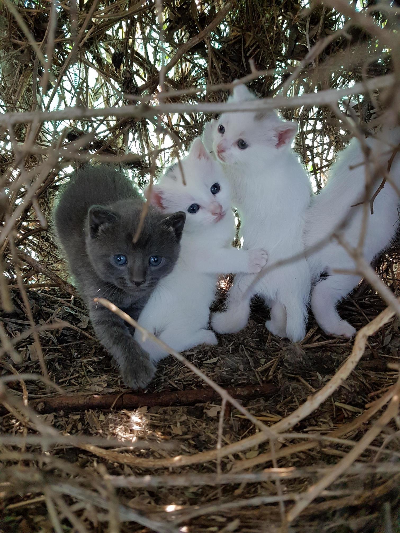 Just found this 4 kitties next to home.