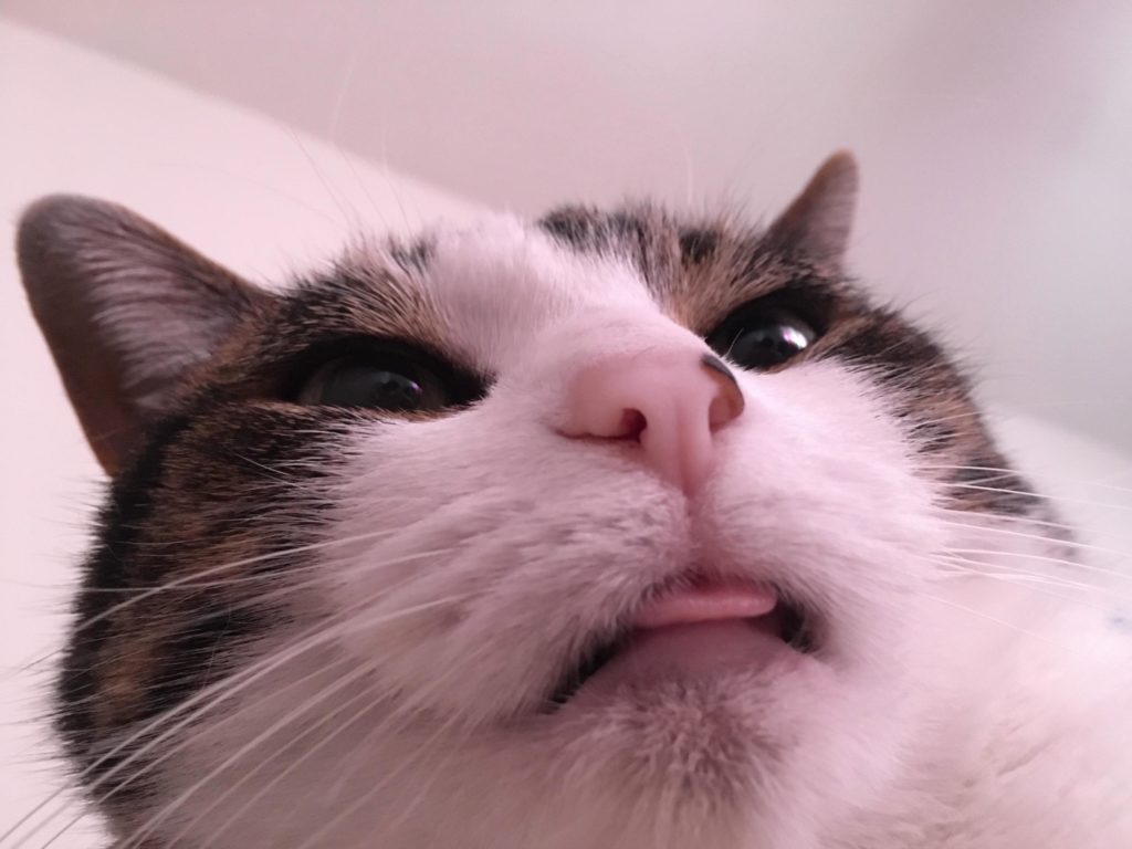 New Kittybaby Named Razz Cute cats HQ Pictures of cute cats and