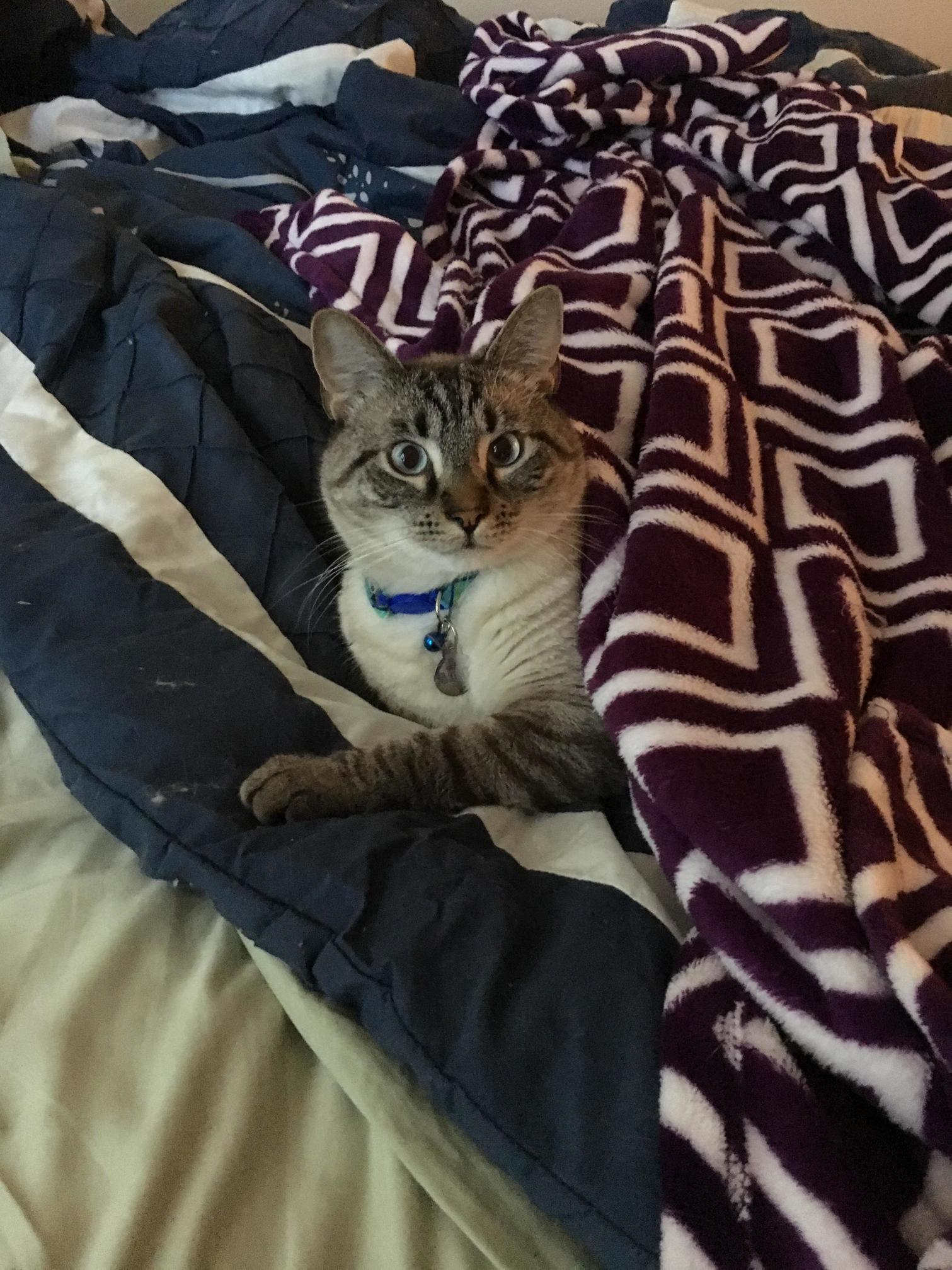 Kitty loves the purple fuzzy blanket
