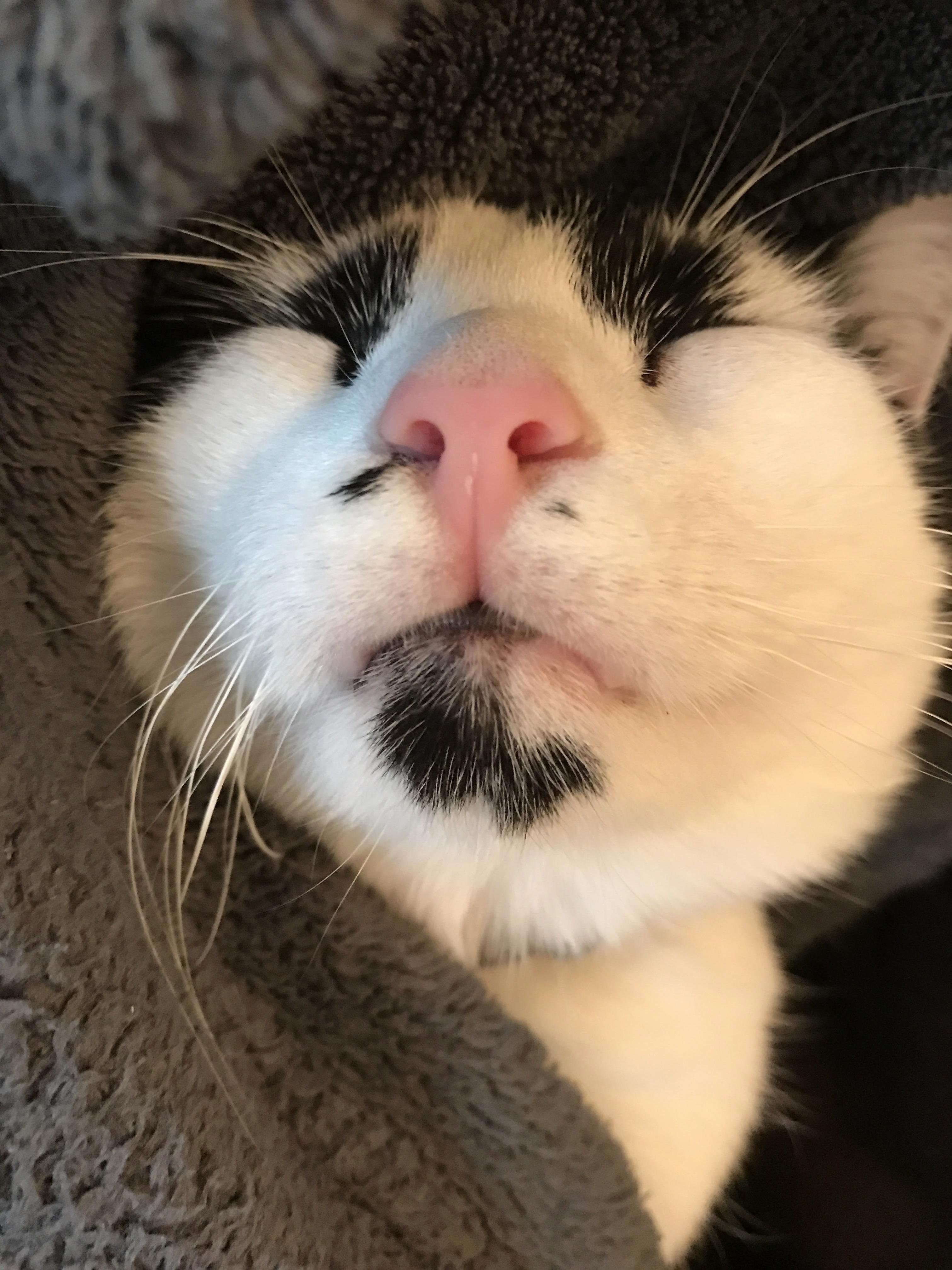 Lil sushi kitty nose he kisses me when i touch it. i like having my first kitty crosspost with raww