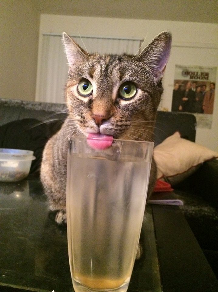 Loxy never drinks from her water bowl