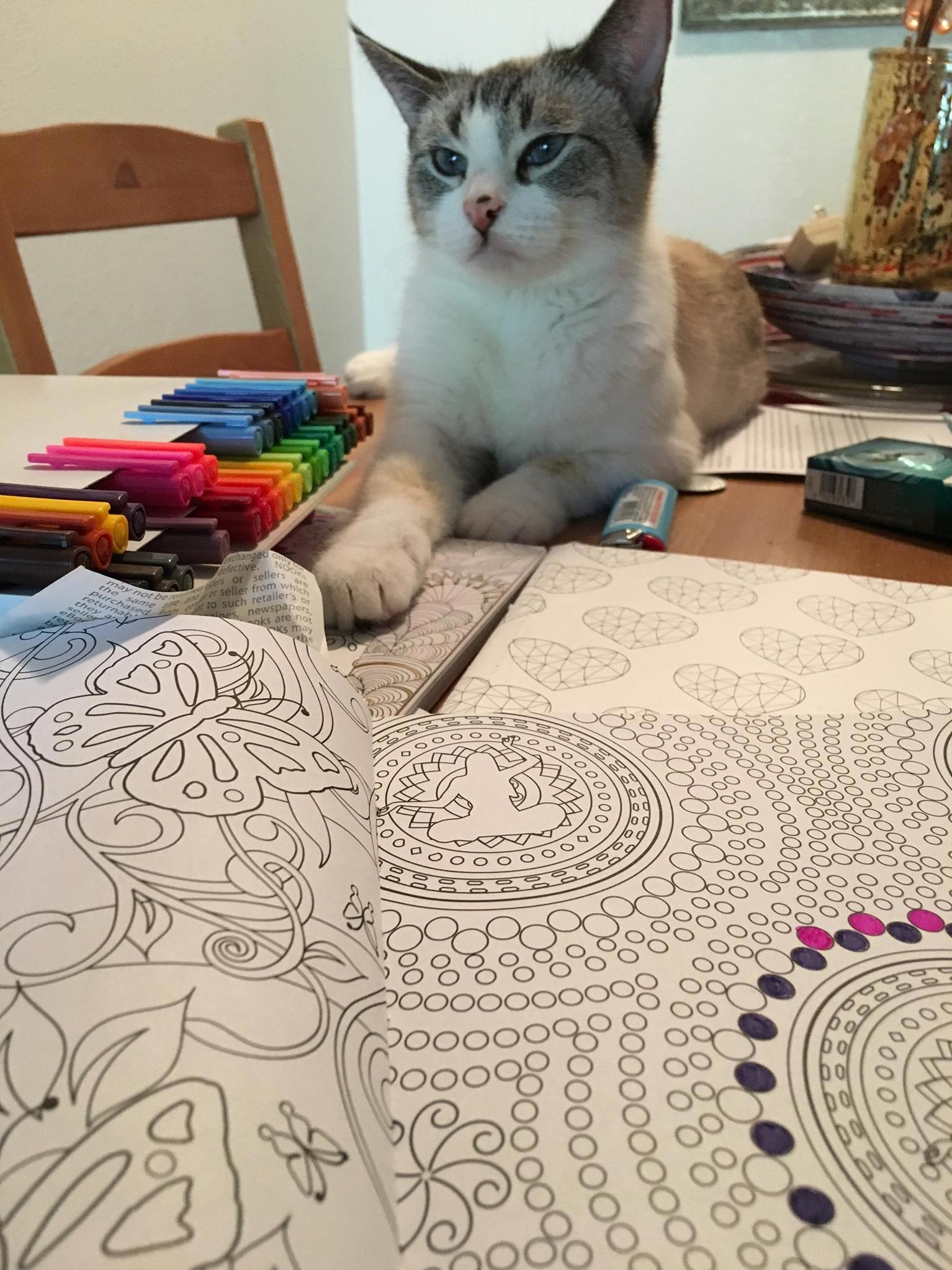 Margot kitty keeping watch and making sure im using the right colors.