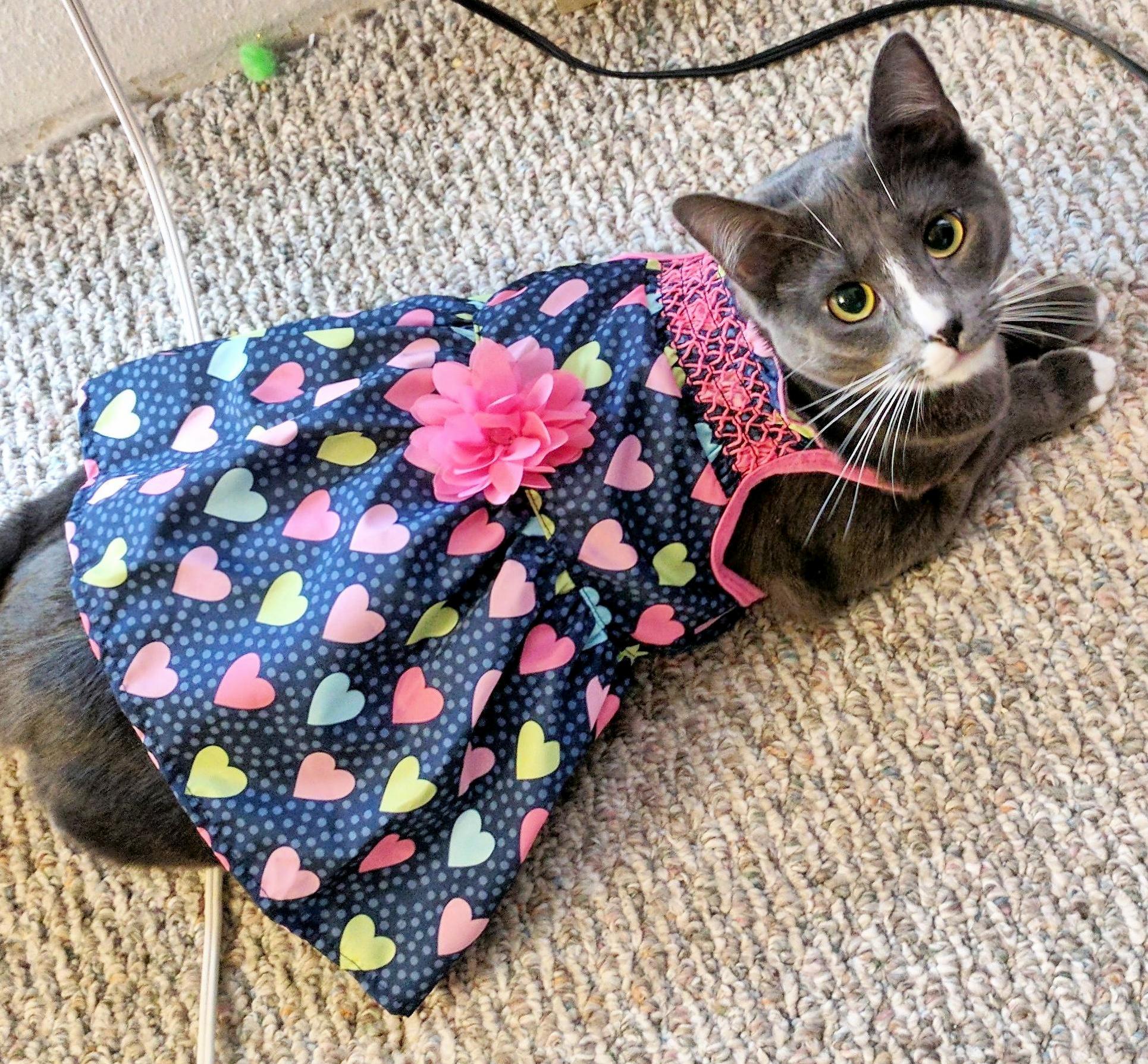 Meet maisy. she wanted everyone to see her new dress