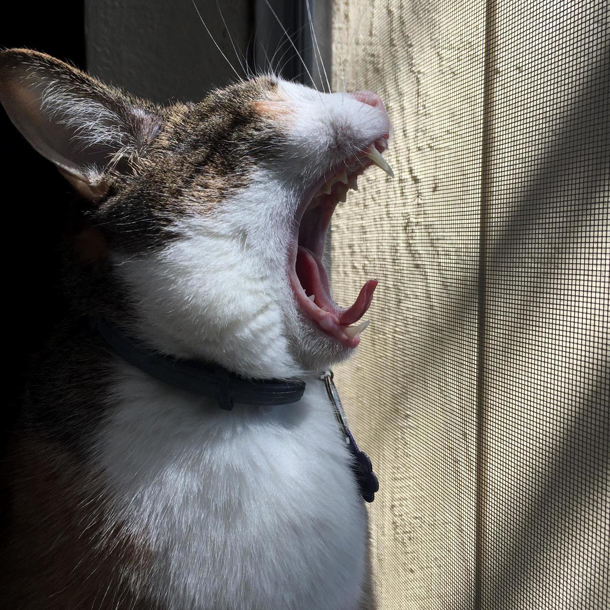 Mid yawn my cat resembles a possessed easter bunny.