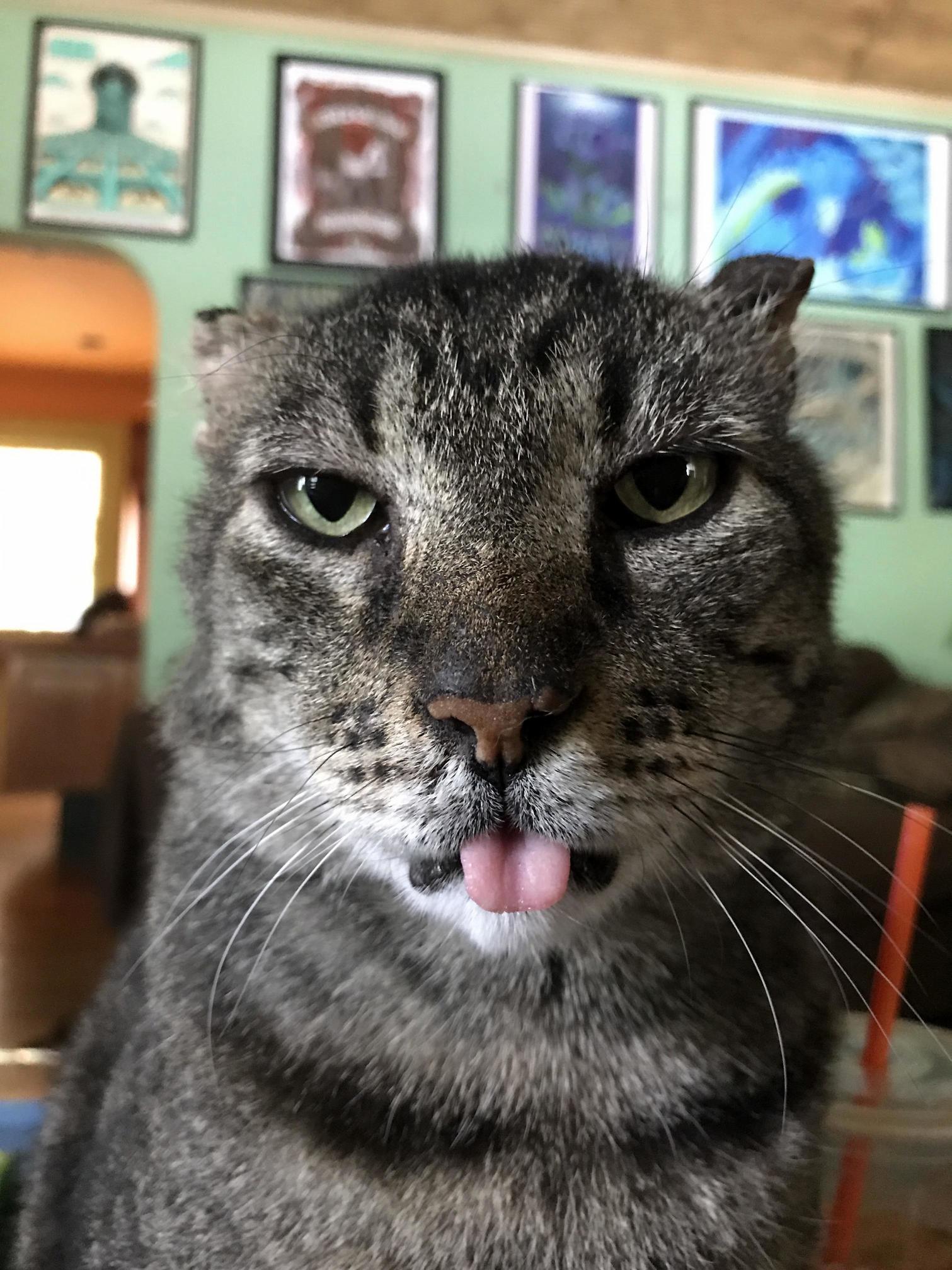 Mr biggs street cat to master blepping house cat