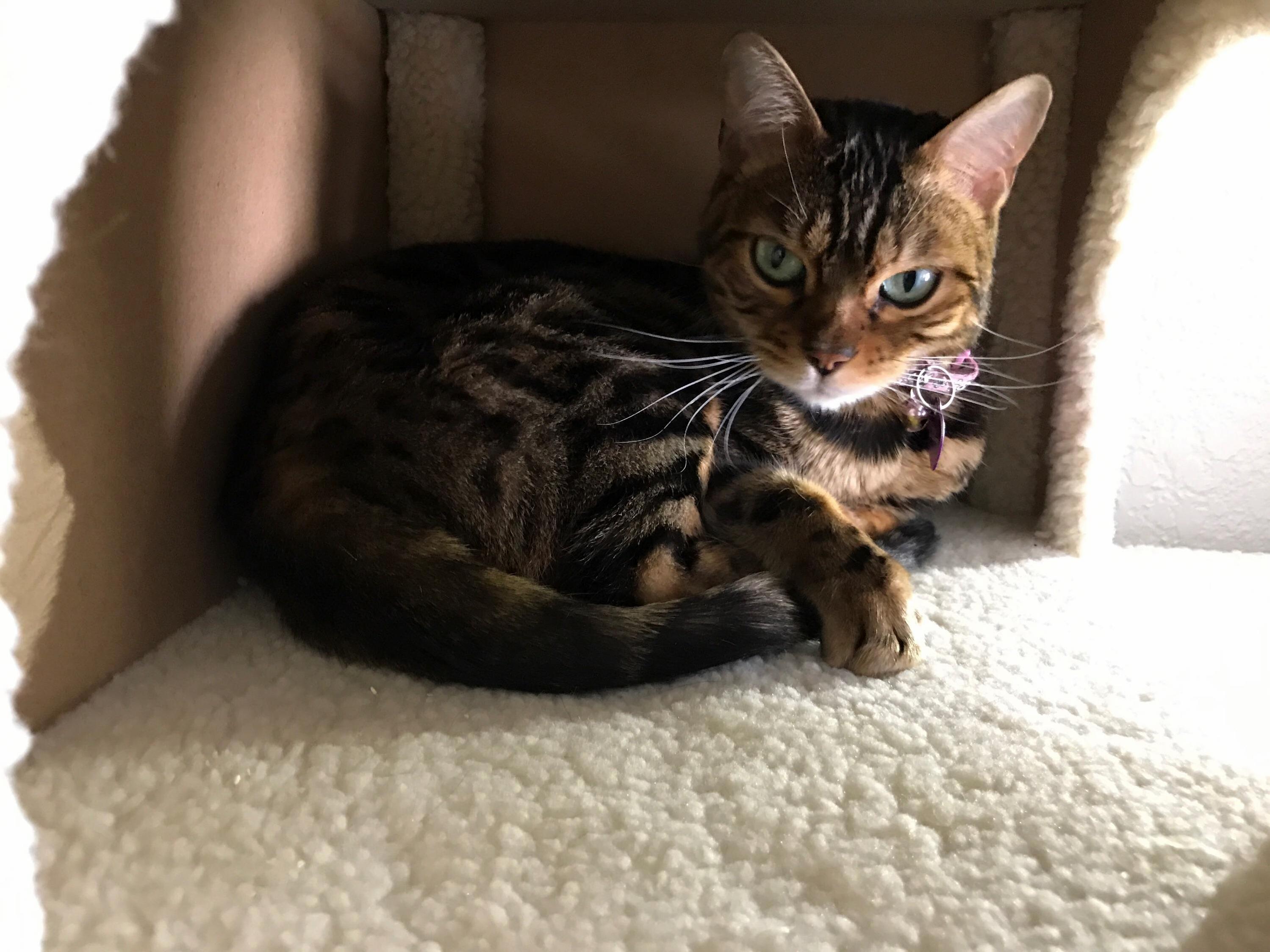 Muffin posing in her cat condo