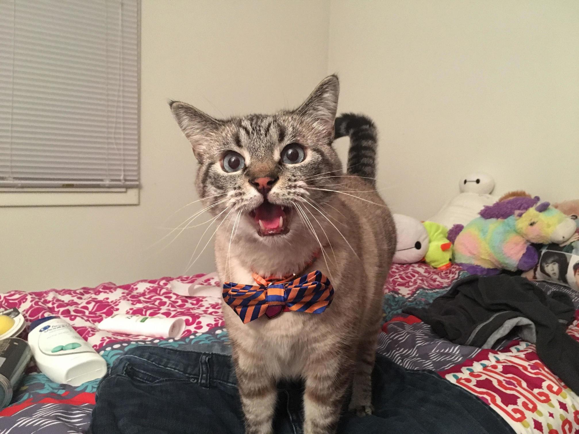 My cat clover looking dapper for spring