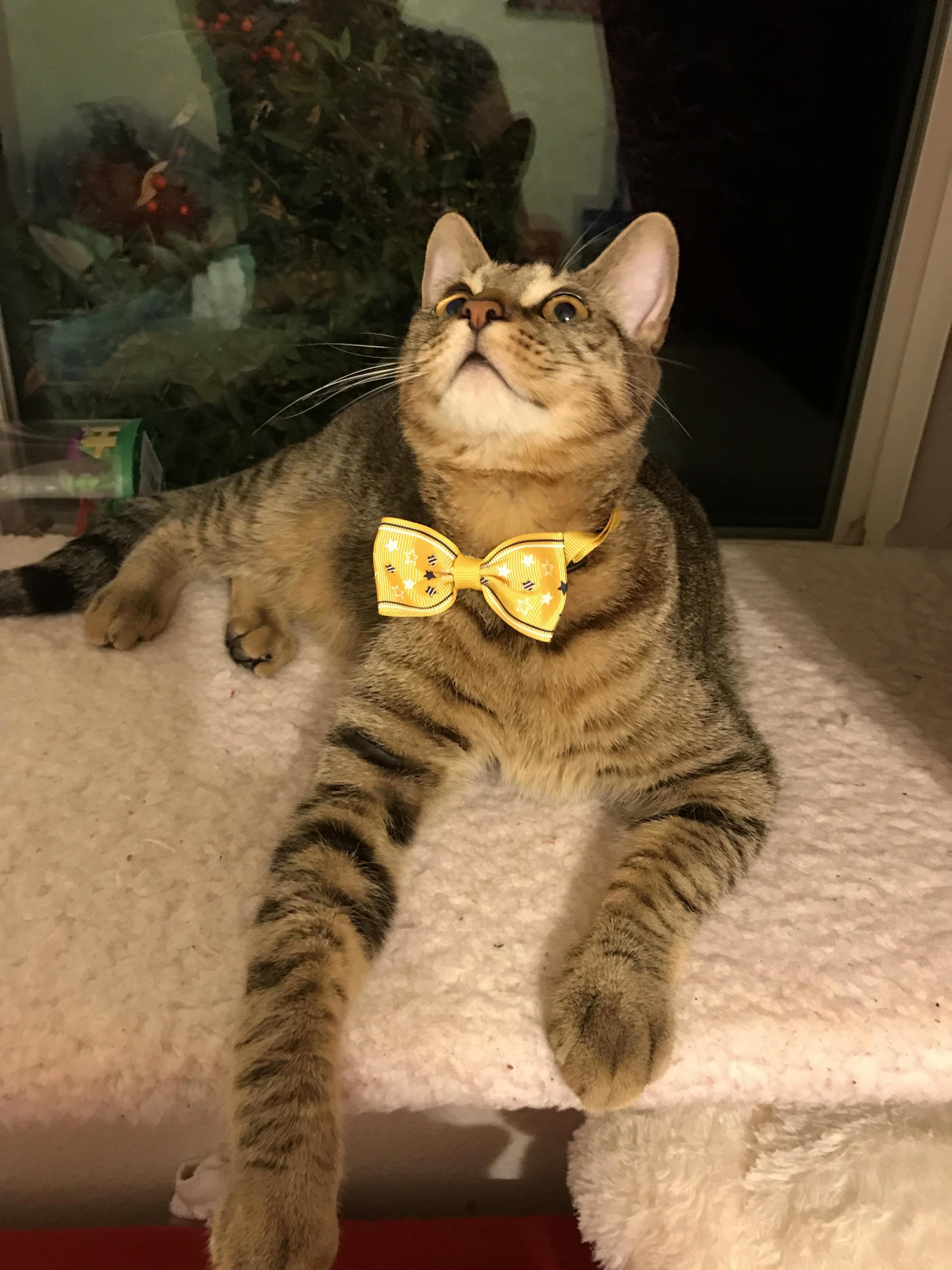 My cat in a bow tie because why not