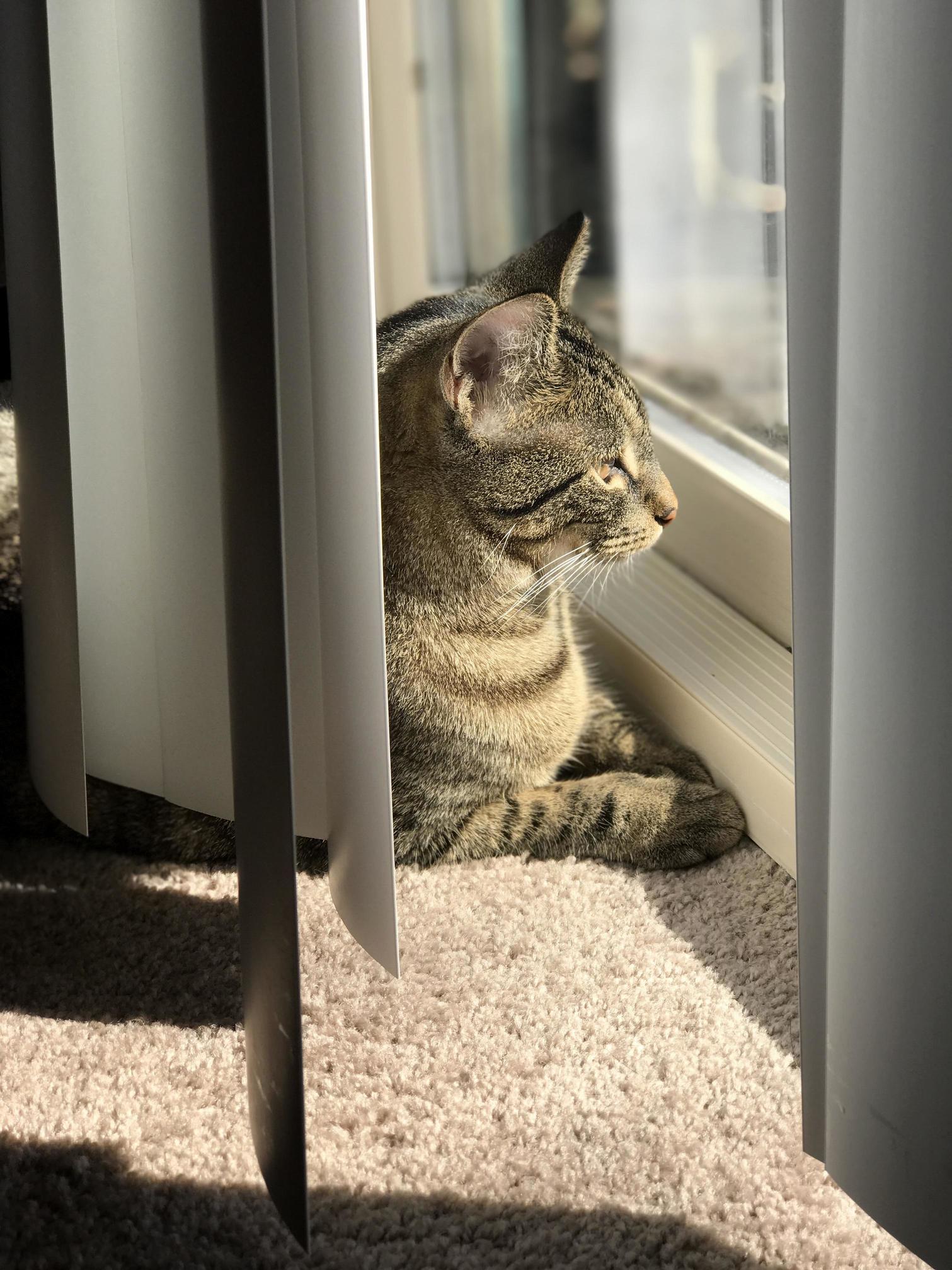 My cat loves looking out at the window and basking in the sun