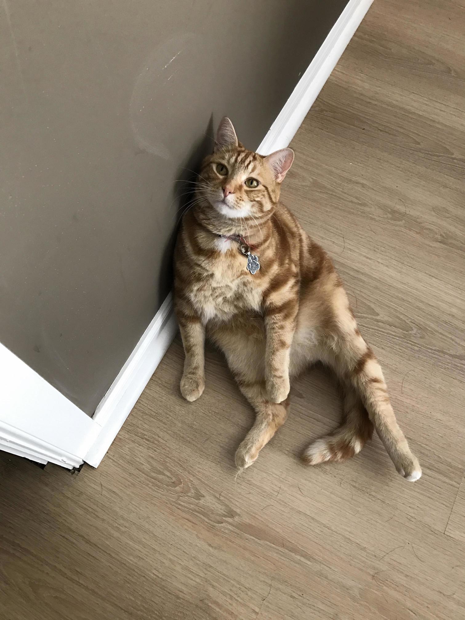 My cat tries to sit like a human sometimes.