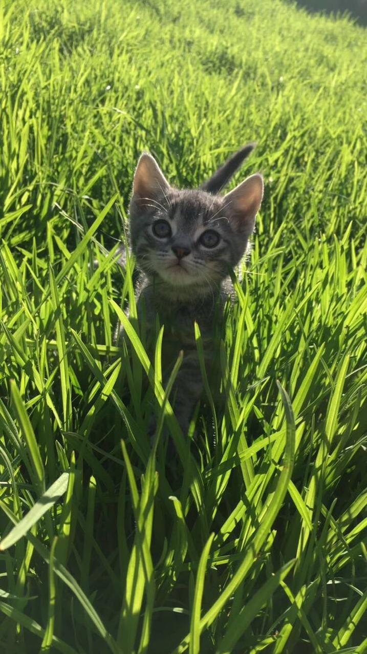 My friend took the cutest picture of her kitten