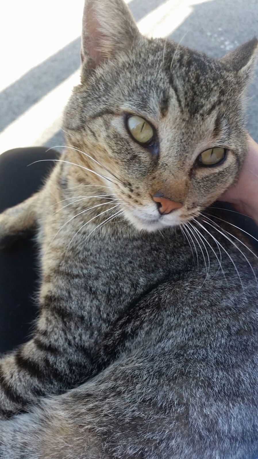 My friend was waiting for a bus and this lovely cat jumped up to her lap.