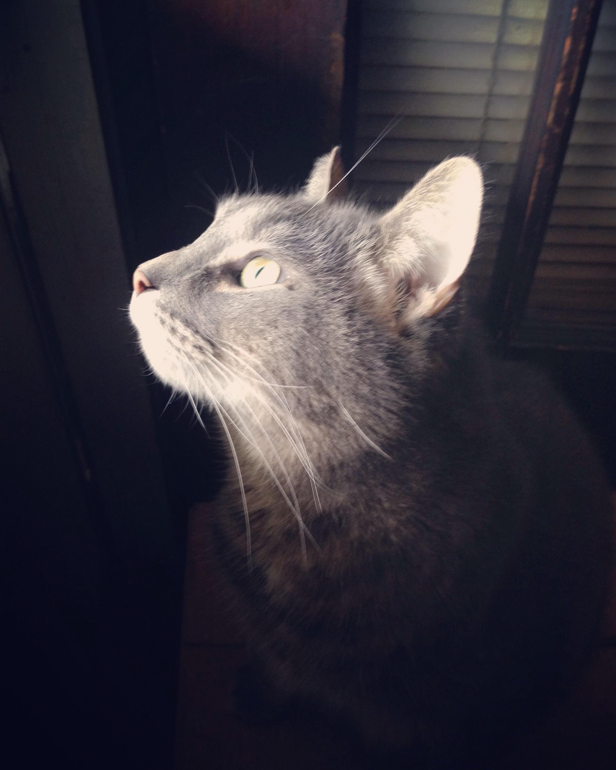 My handsome boy is almost 11 years old and very photogenic