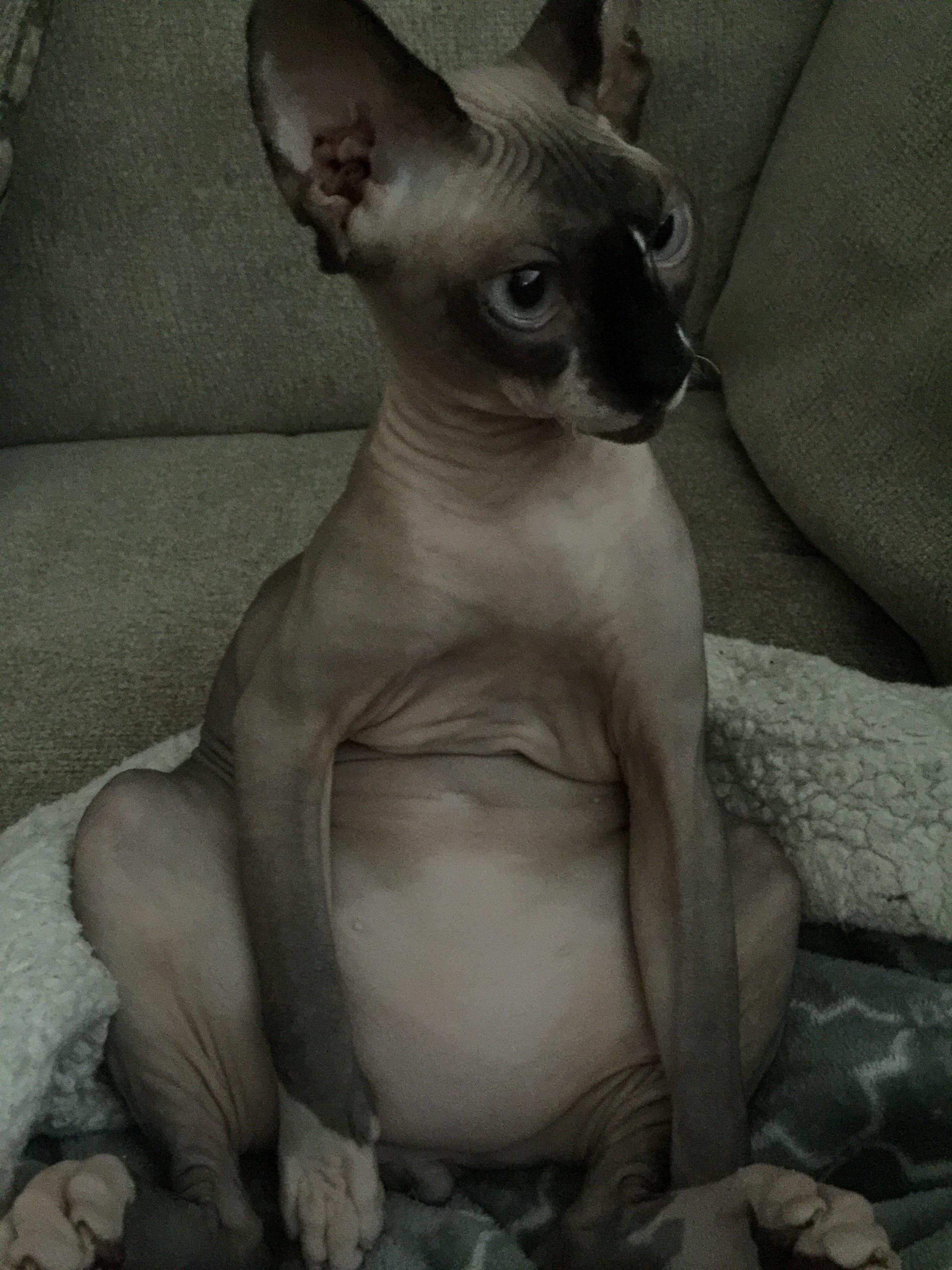 My naked cat smeagol waiting for that precious.