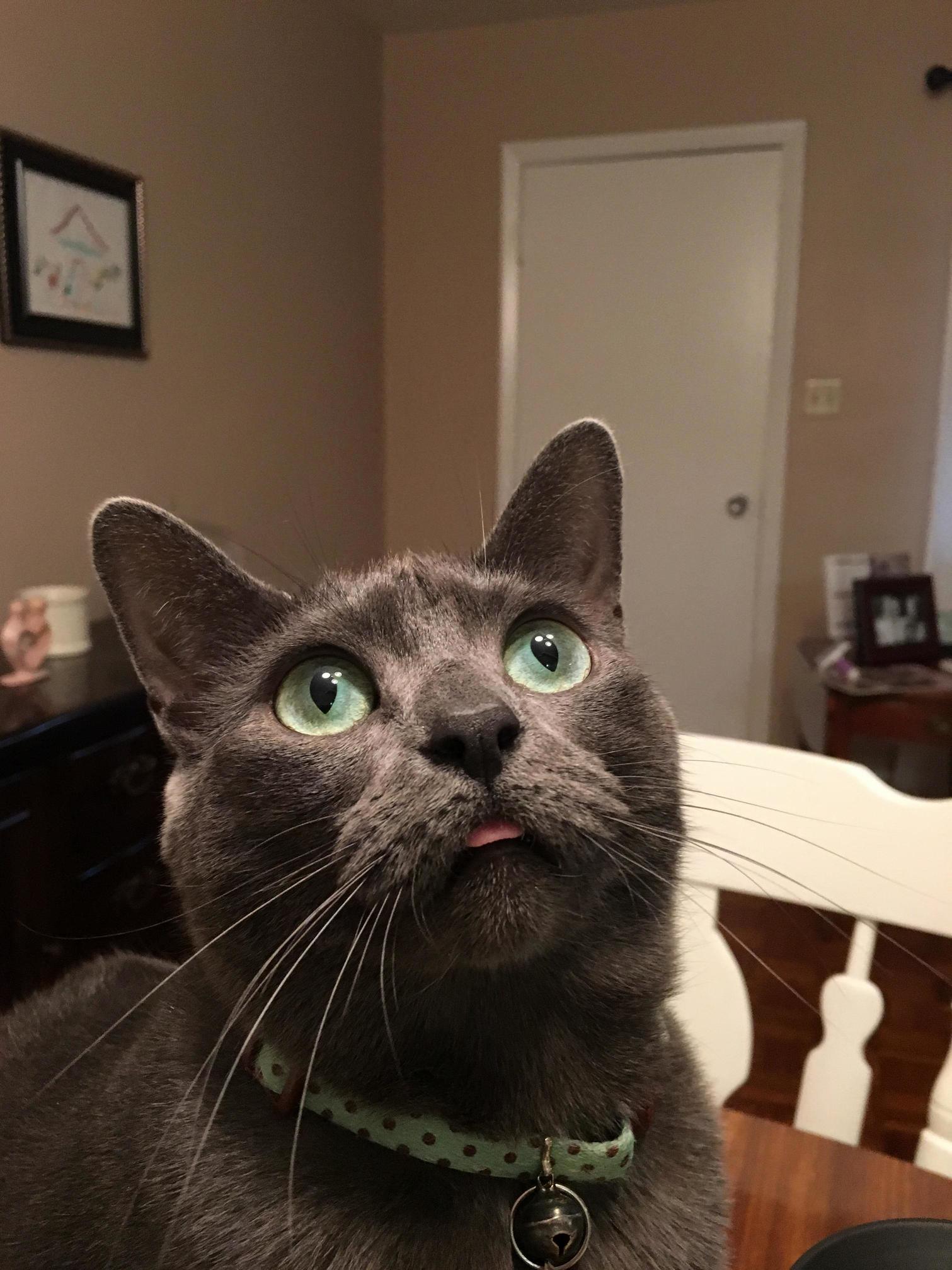 My pretty hazel queen of the blep