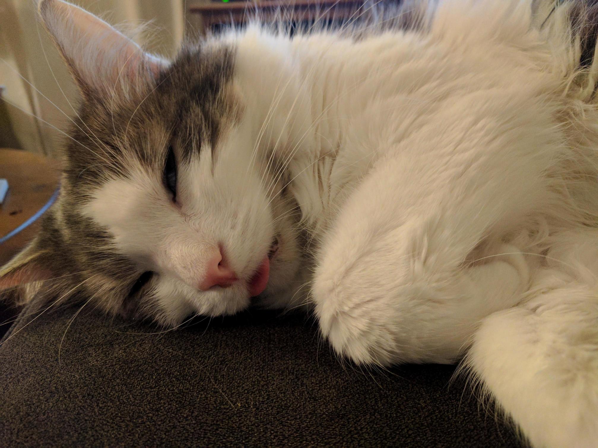 Nap with a side of blep